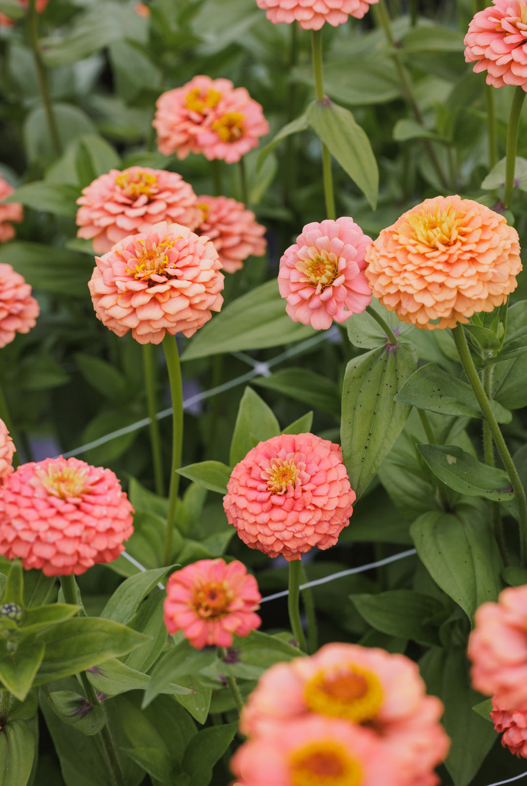 Zinnia – sommerblomsten vi aldri får nok av