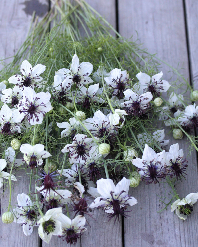 Nigella African Bride i blomst – grafisk kontrast mellom hvit og nesten svart
