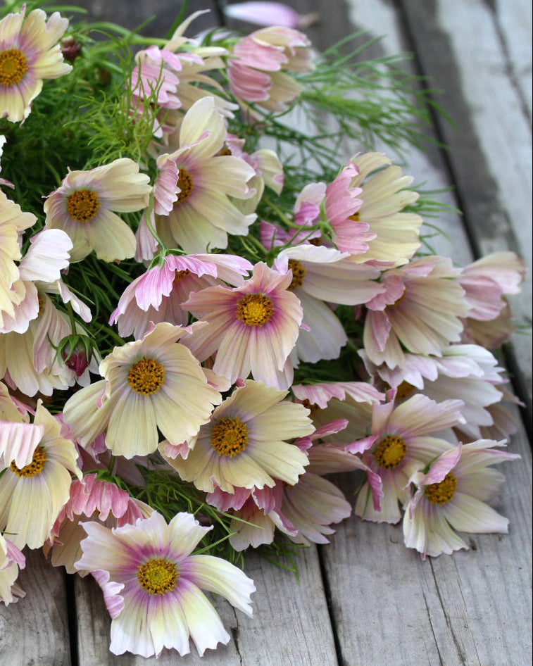 Cosmos Apricot Lemonade ettårig blomst med halvfylte blomster