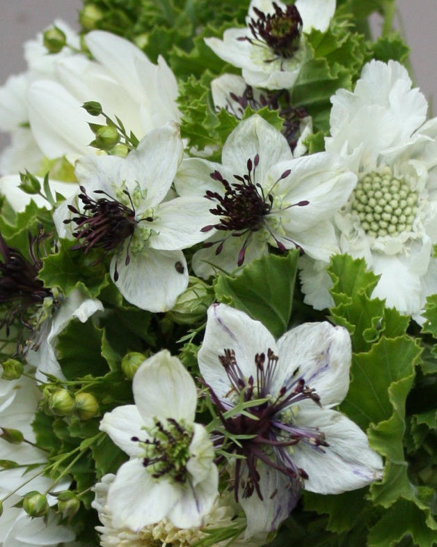 Nigella African Bride – luftig finfliket bladverk rundt hvite blomster