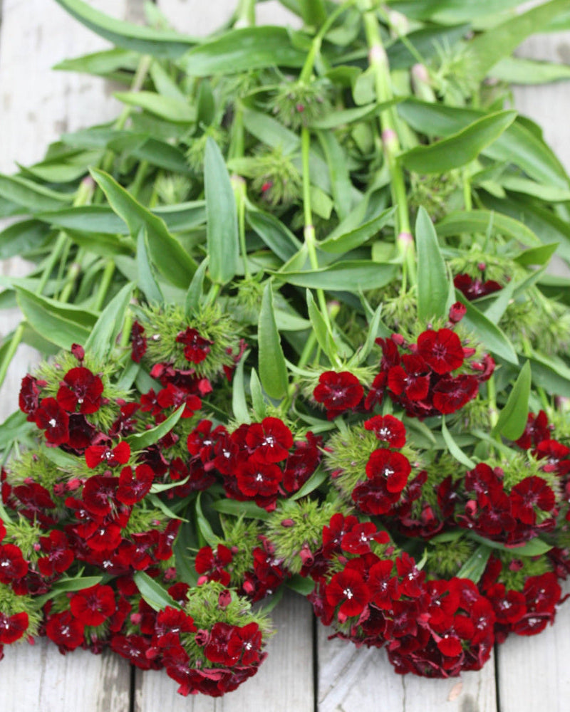 Mørkerød busknellik ‘Sweet Black Cherry’ i kontrast til lysere blomster i en bukett.