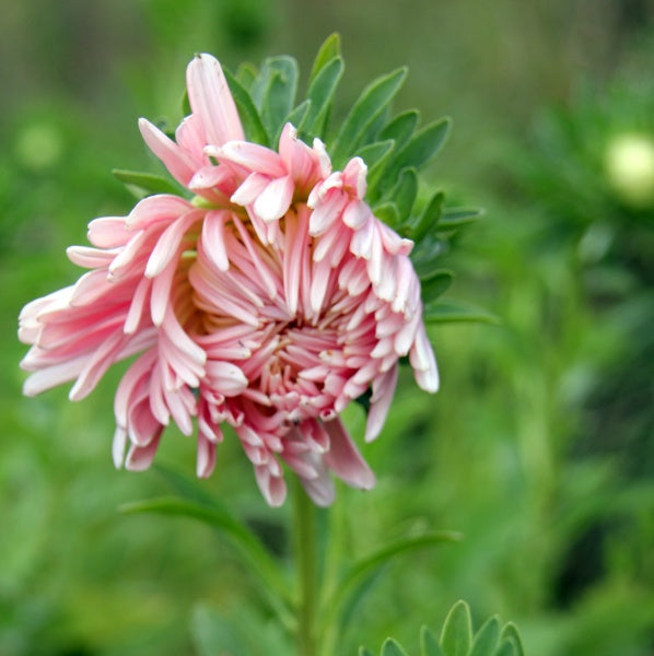 92638_Sommerasters_Tower_Chamois_3