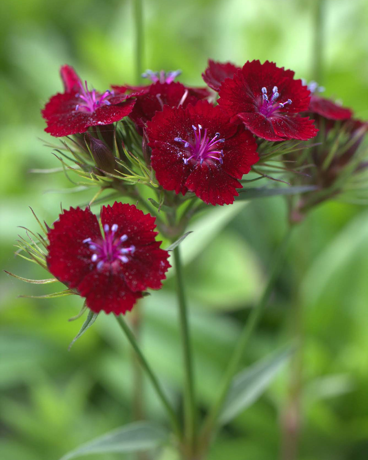 Busknellik ‘Sweet Black Cherry’ med dype, mørkerøde blomster i tette, avrundede blomsterhoder.