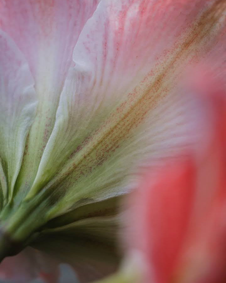 Amaryllis Dancing Queen med store, doble hvite blomster og korallrøde striper.