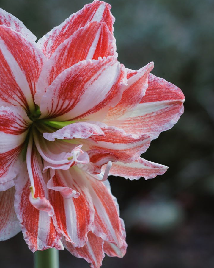 Amaryllis Dancing Queen med fyldige blomster og røde striper som varierer fra kronblad til kronblad.