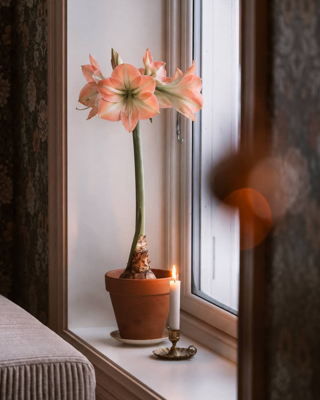 Amaryllis Naomi med store, åpne blomster i lys aprikosrosa og brede, traktformede kronblader.