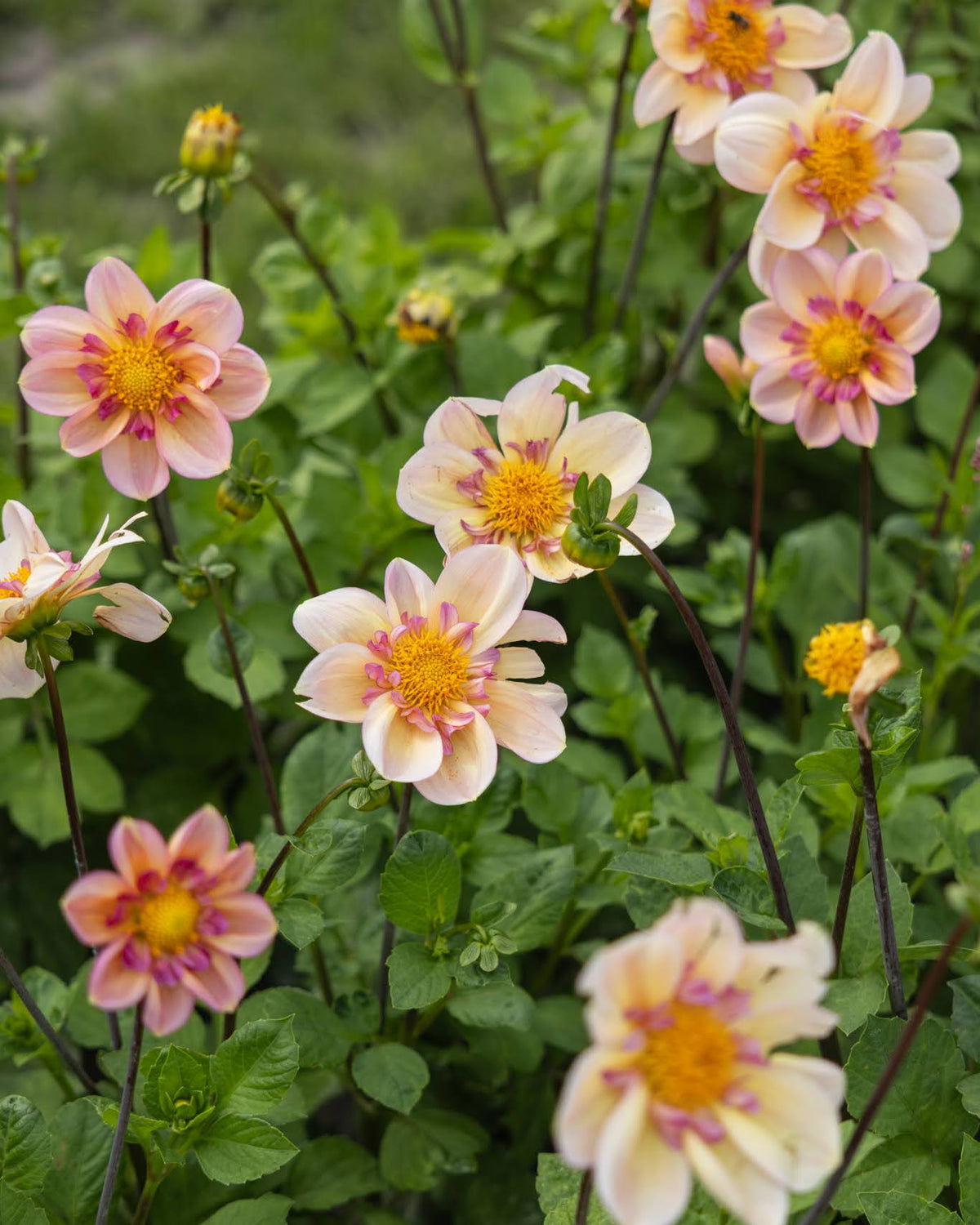 Campus Nature Metier georgine - collarette dahlia i honning og dempet kobber med rosa krage