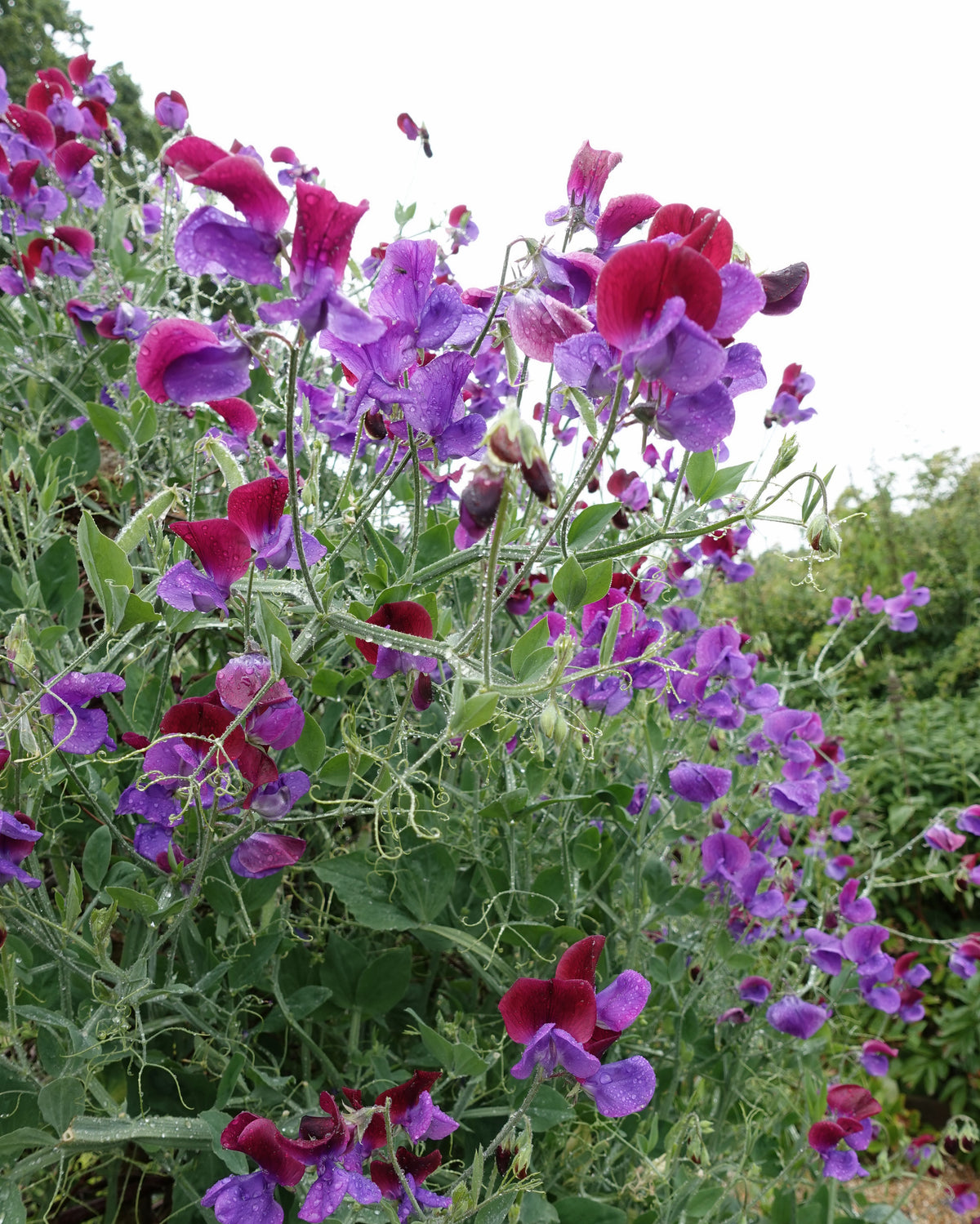 Erteblomst Matucana med dyp purpur og mørk magenta blomster i full blomstring