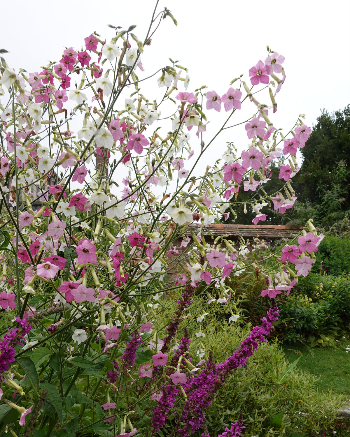 Prydtobakk Whisper Mixed i blomstring med elegante stjernformede blomster