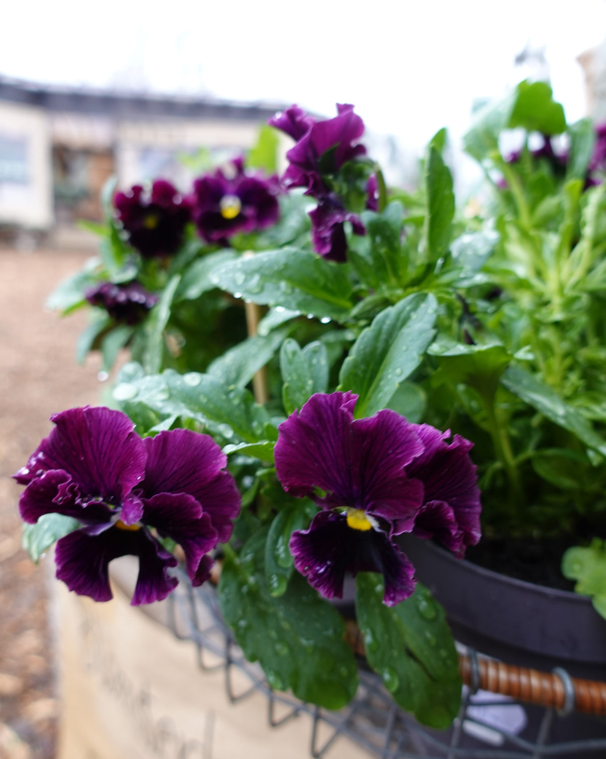 Viola tricolor Frizzle Sizzle Burgundy - spiselig fiol med dramatisk farge