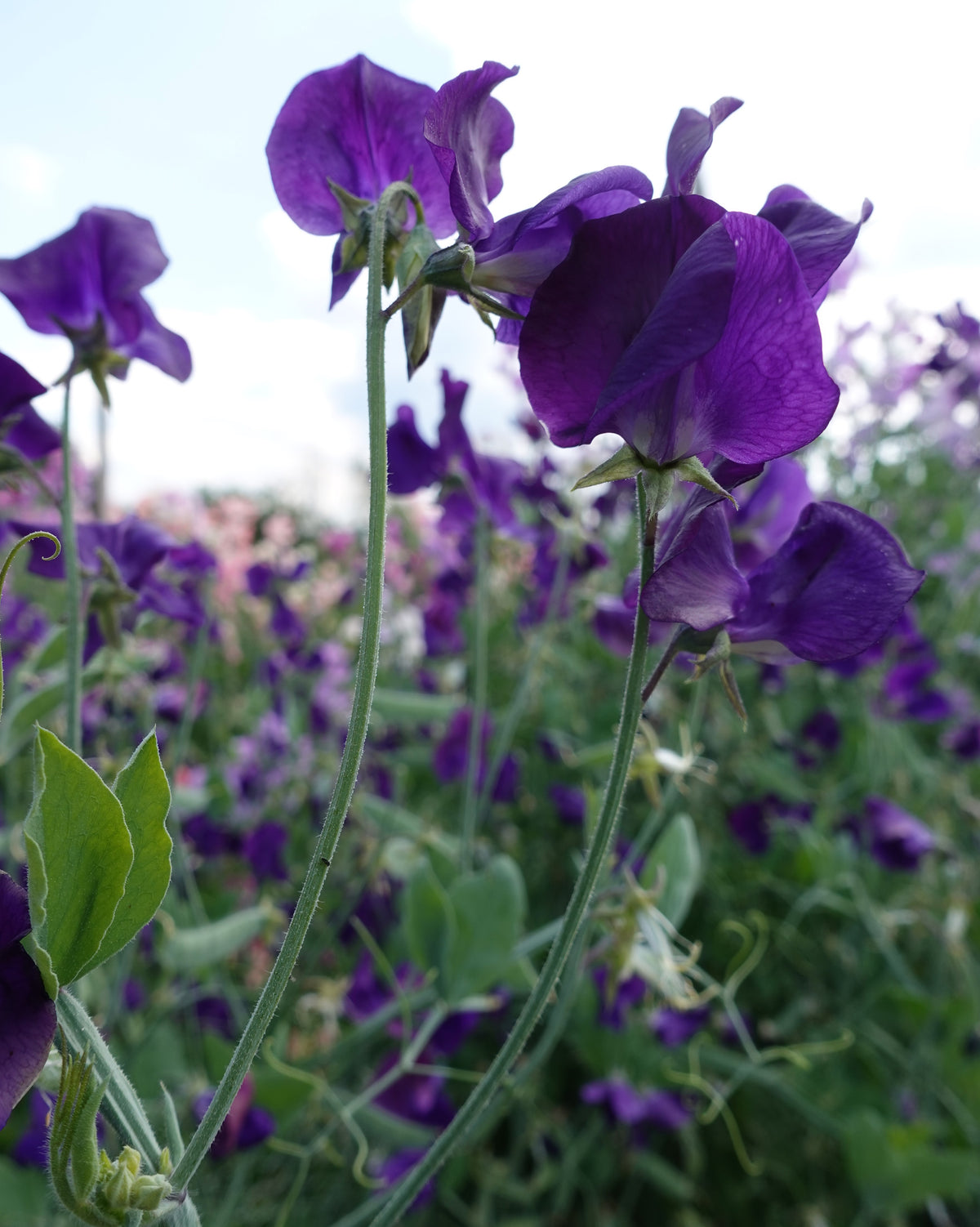 Erteblomst Top Hat - duftende mørkeblå snittblomster