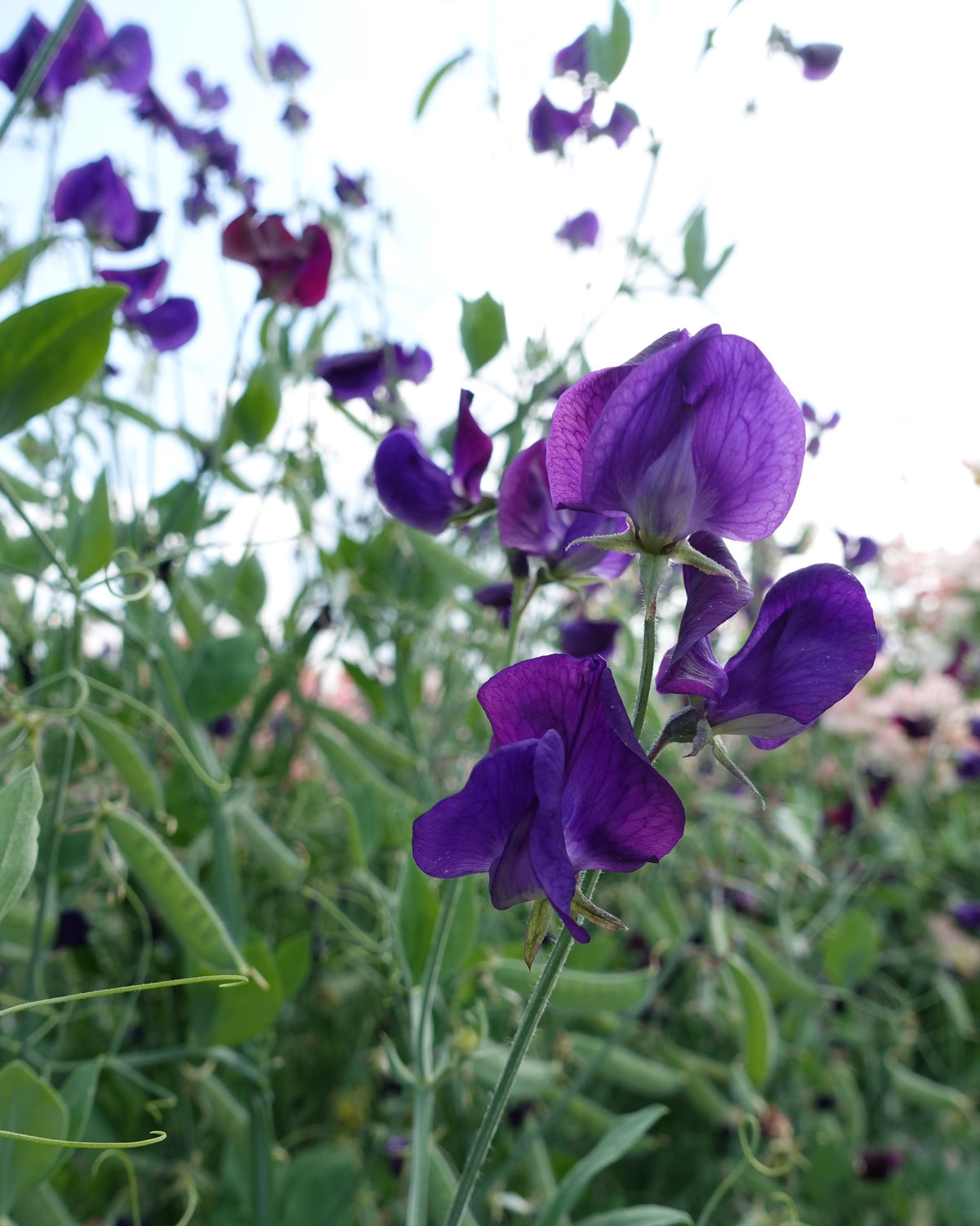 Erteblomst Lord Nelson i full blomst med marineblå til lilla blomster