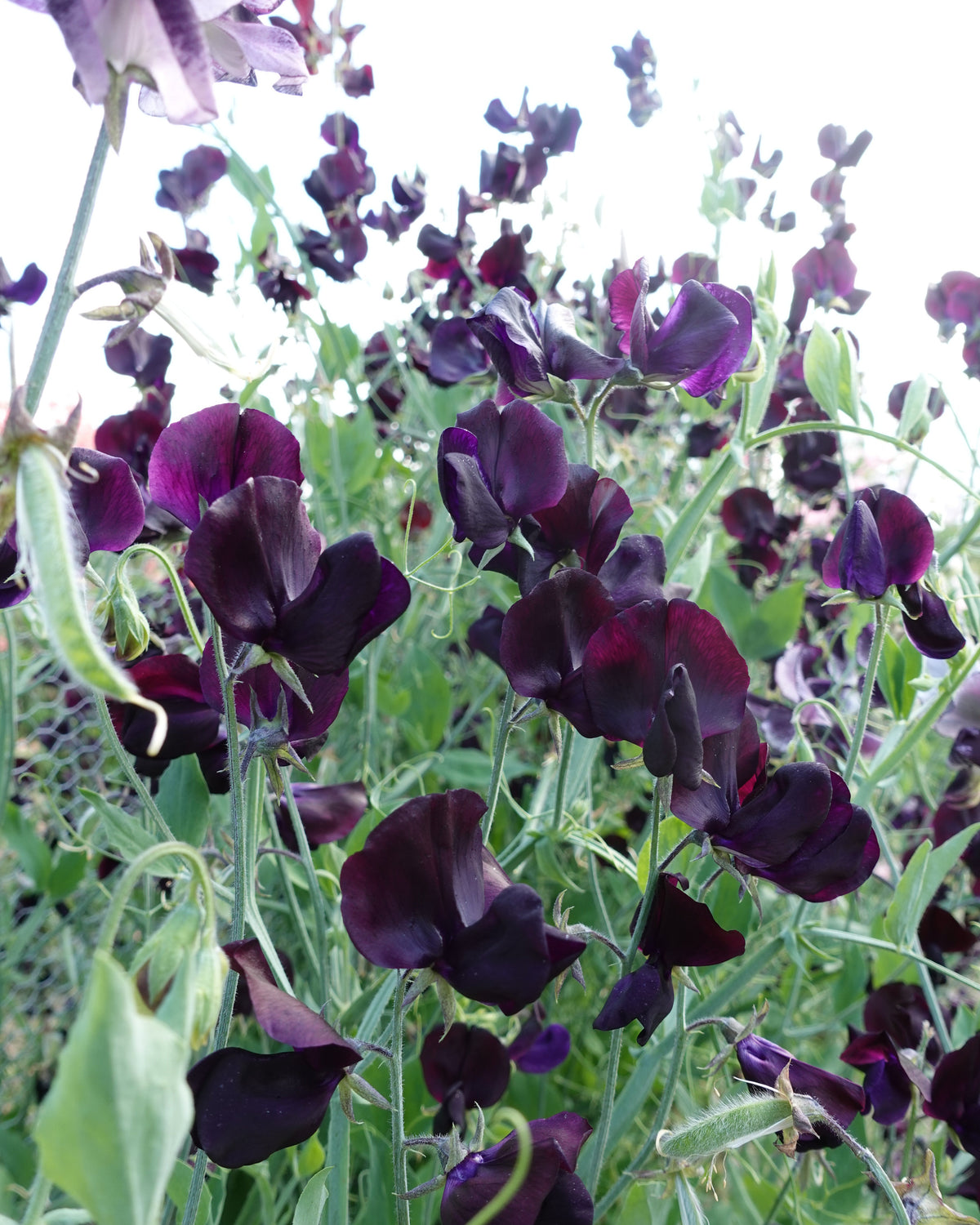 Nærbilde av Erteblomst Almost Black blomster i mørk auberginefarge