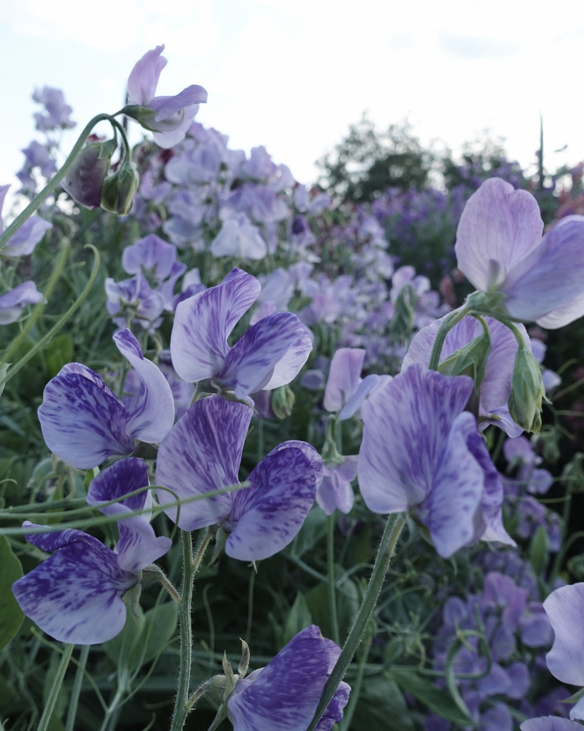 Erteblomst Burlesque - marmorerte grå blå blomster med hvitt, duftende, 180-200 cm høy