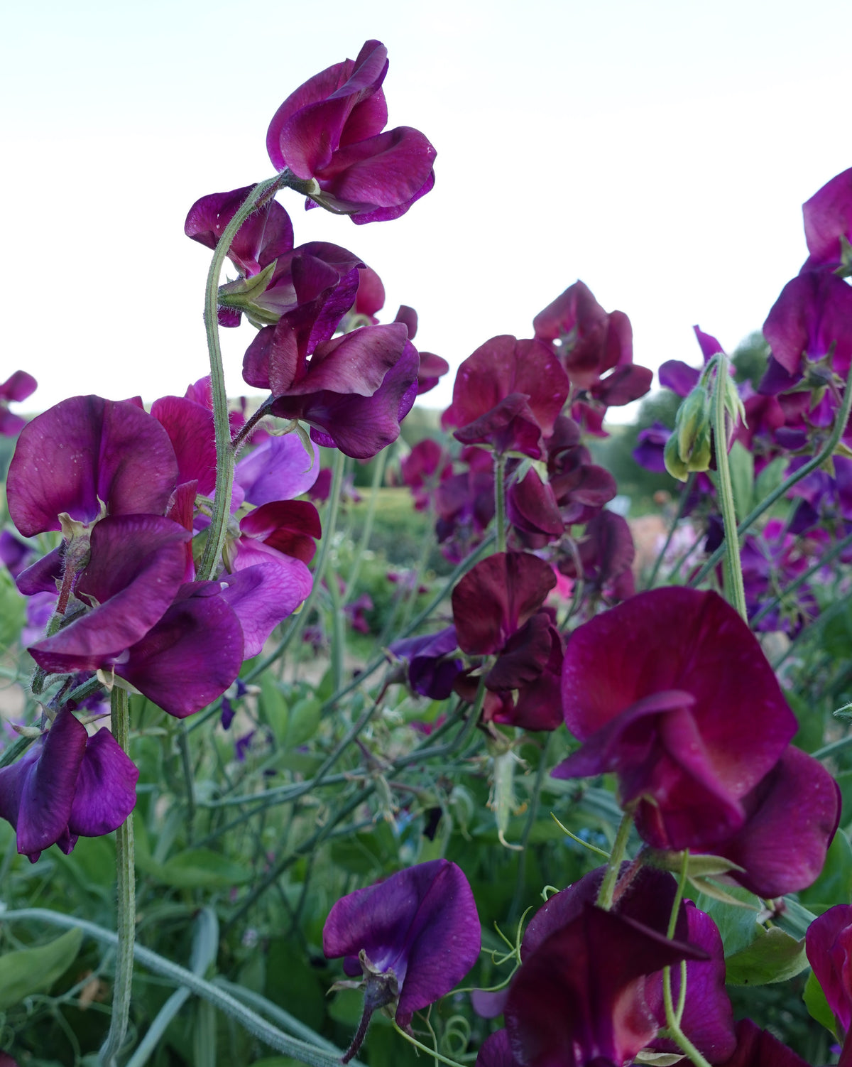 Erteblomst Royal Maroon med dyp maroon-farge og fløyelsaktig tekstur