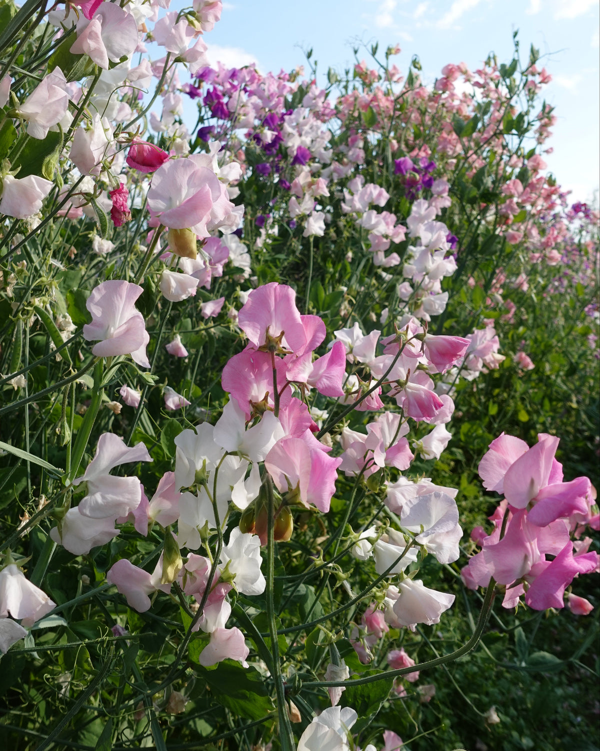 Erteblomst Spring Sunshine Blush klatreplante med duftende blomster i pastellfarger