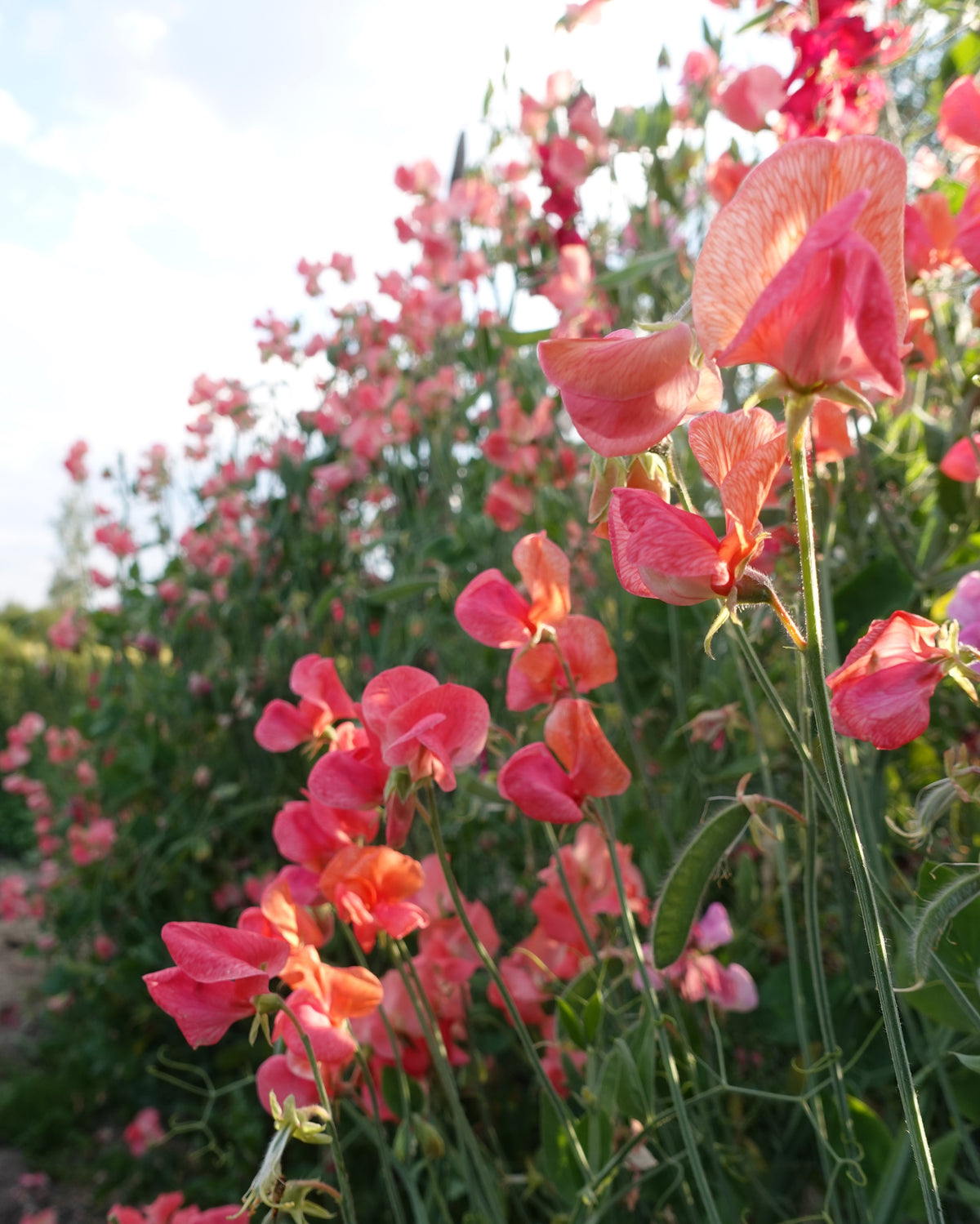 Erteblomst Prince of Orange klatreplante i full blomst