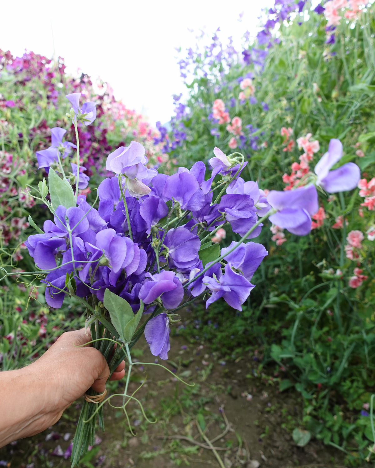 Nærbilde av Erteblomst Noel Sutton - duftende blomster i dyp lilla farge