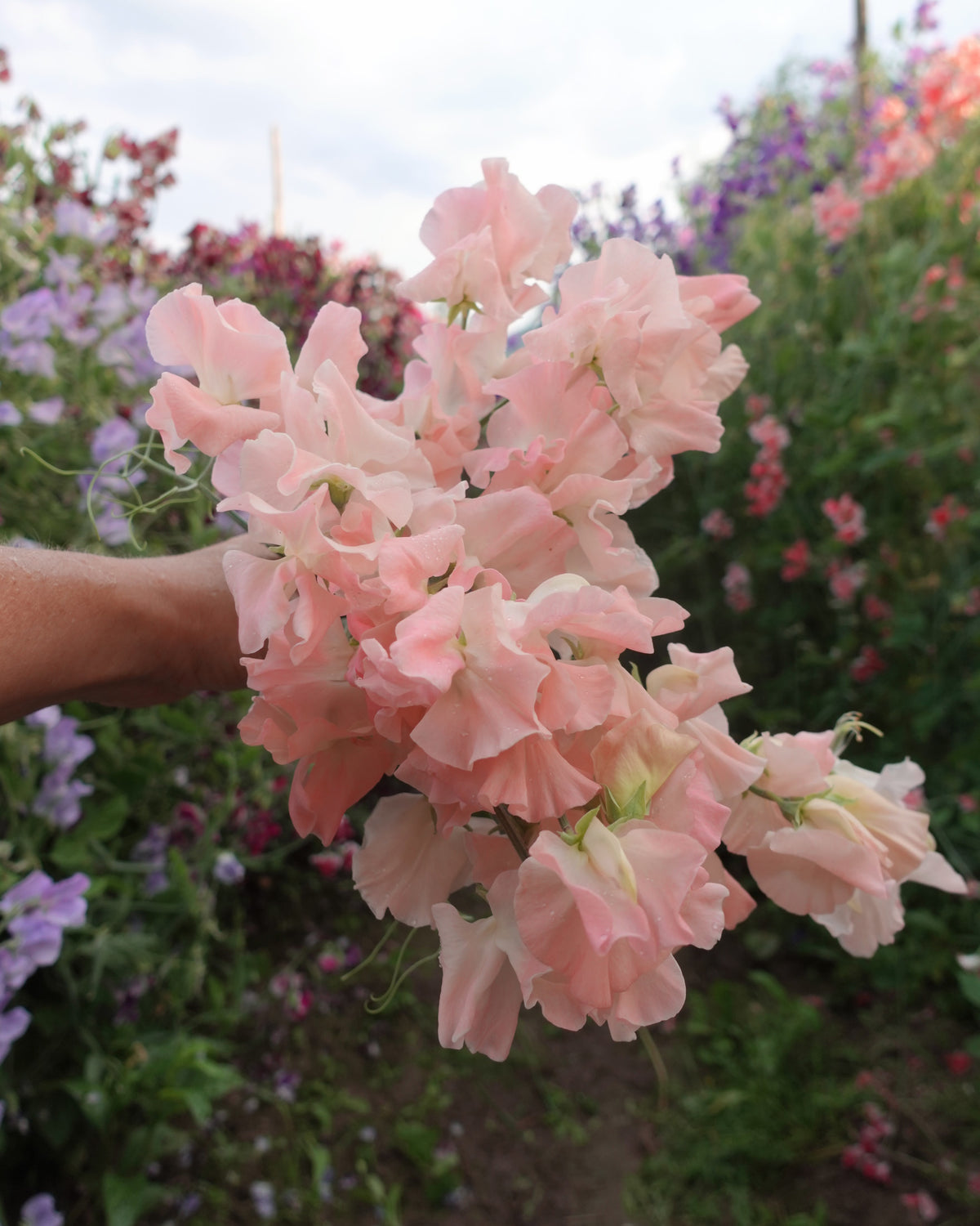 rteblomst Castlewellan med fersken og champagnefargede blomster