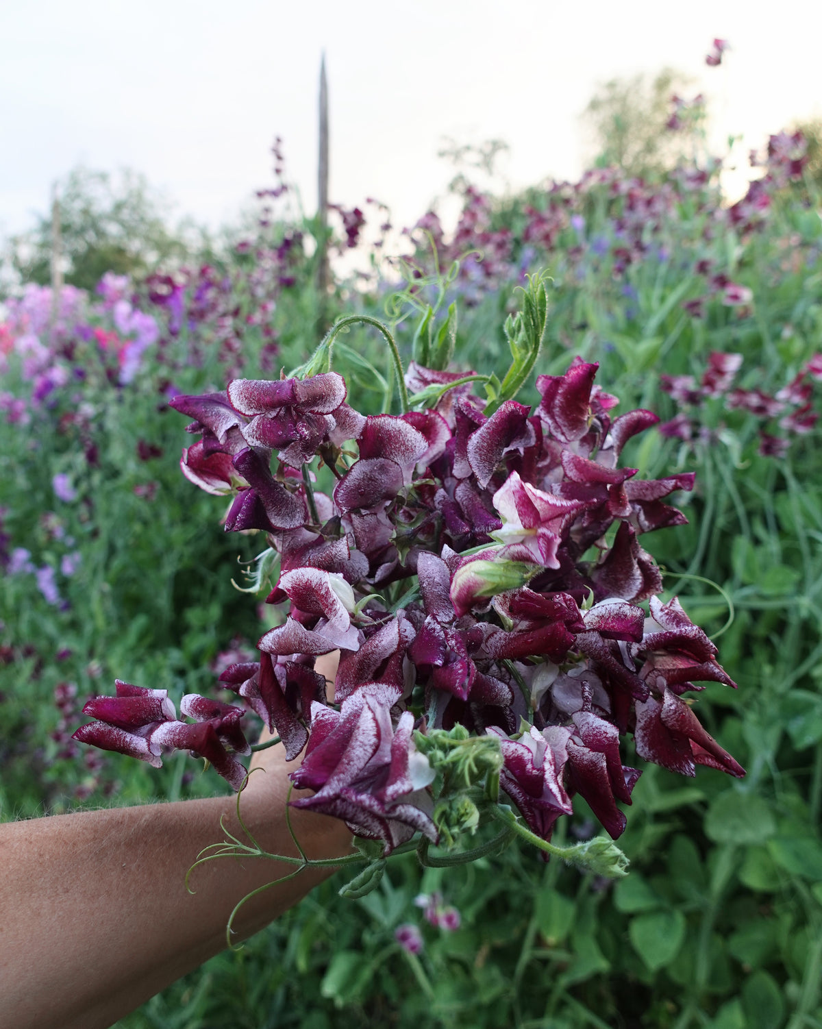 Erteblomst Wiltshire Ripple med hvite blomster og burgunder til sjokoladebrune tegninger
