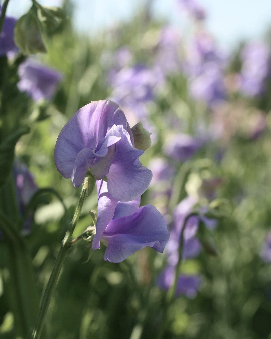 Erteblomst Royal Lavender frøpakke - ettårig klatreplante