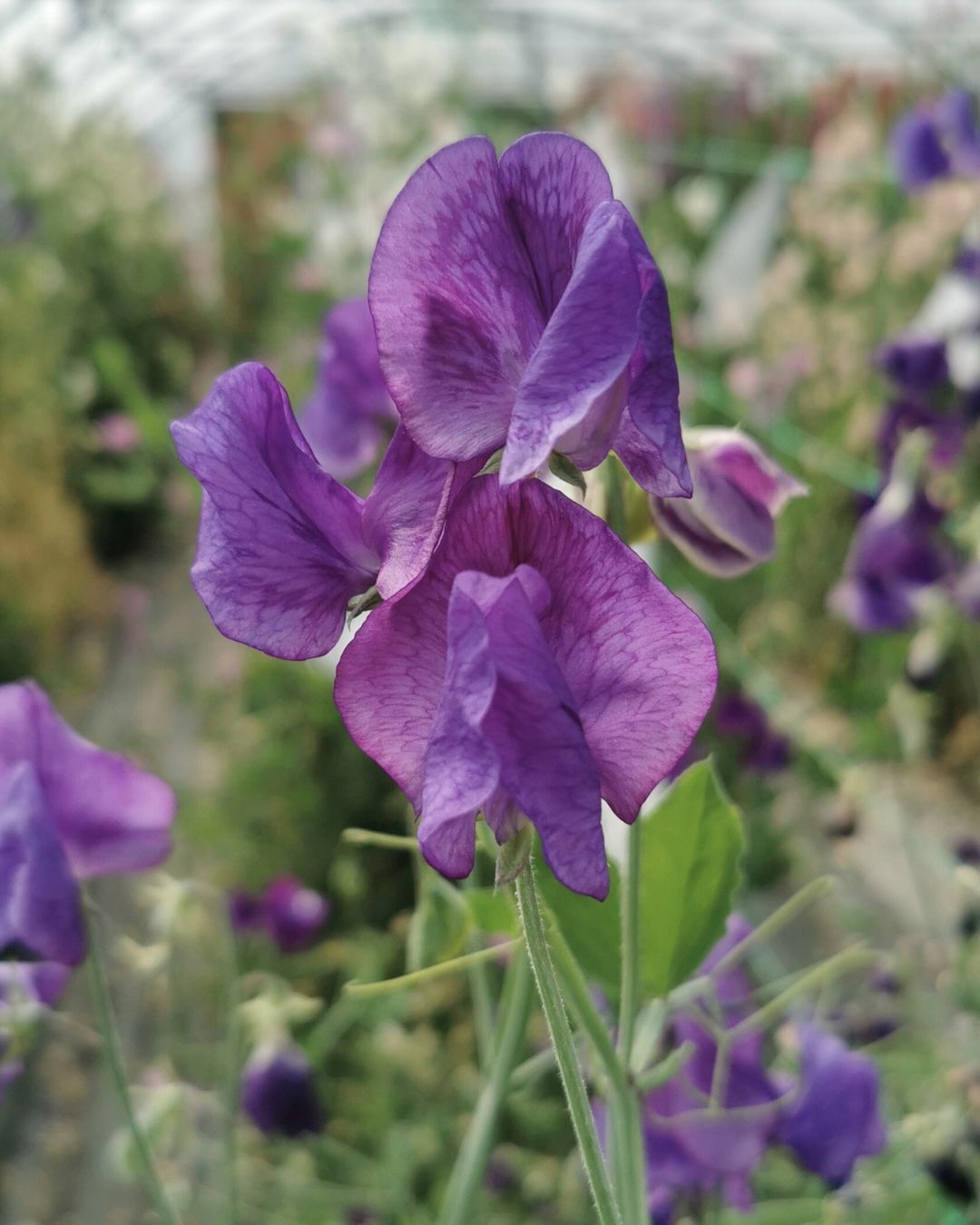Erteblomst Top Hat i full blomstring - 180-200 cm høy