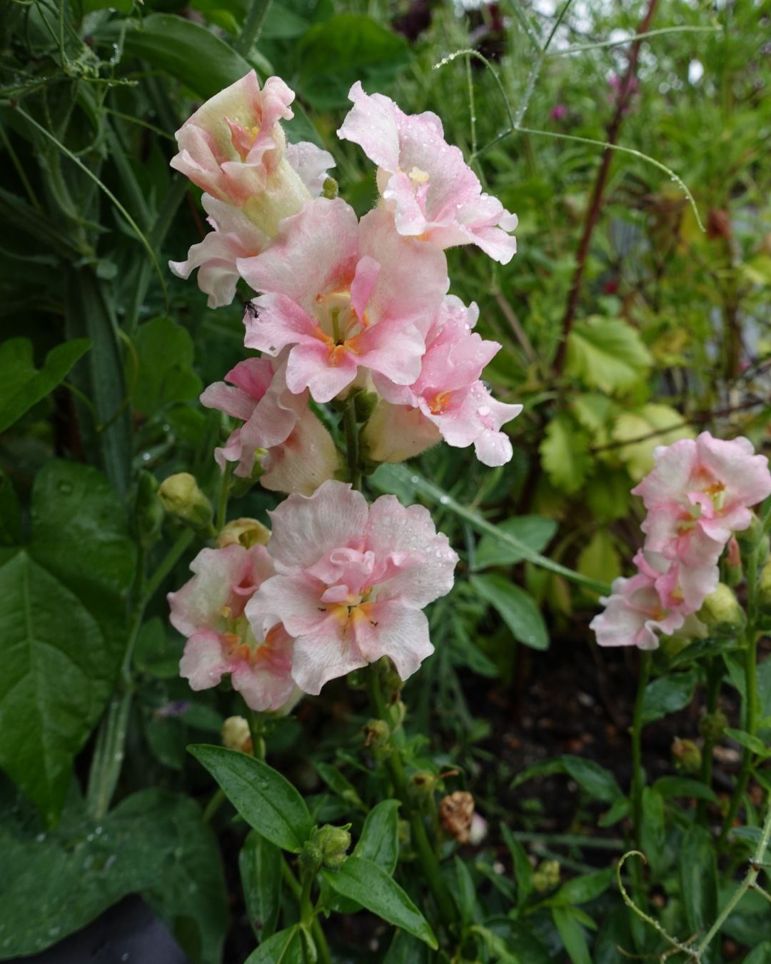 Løvemunn Doubleshot Appleblossom - rosa og hvite doble blomster