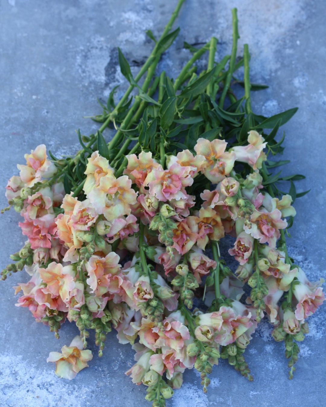 Løvemunn Doubleshot Peach - detaljbilde av ferskenfargede løvemunnblomster