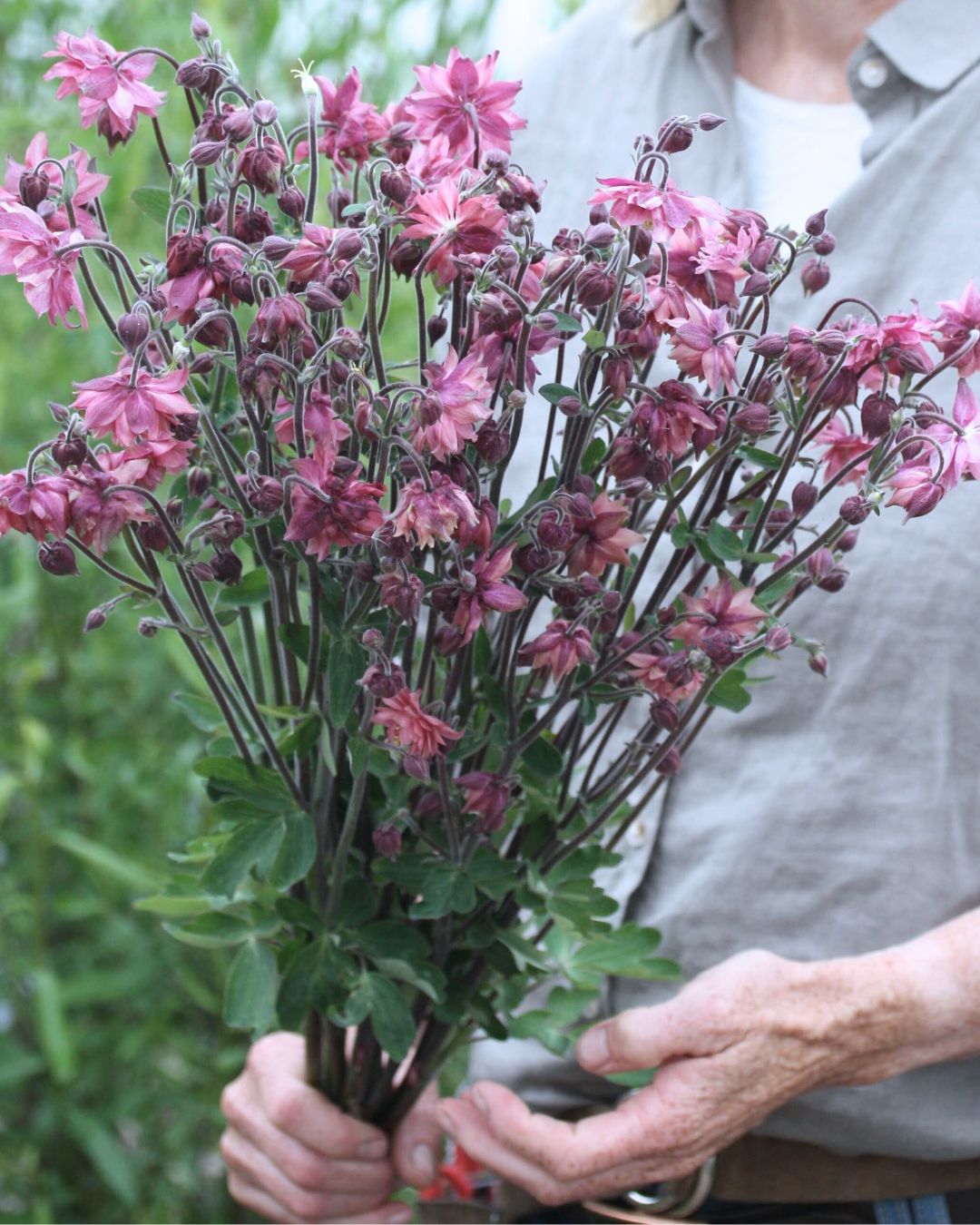 Akeleie Rose Barlow plante med grønt bladverk og rosa blomster