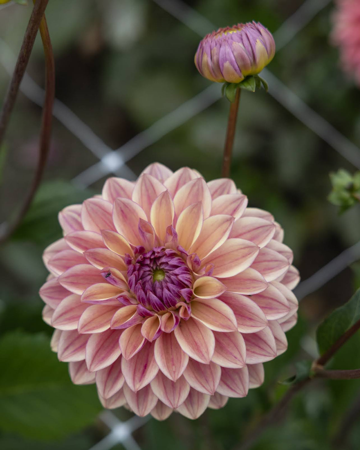 Dusty Beauty dekorativ dahlia med dempet fargespill i støvet rosa med innslag av lys kremgul.