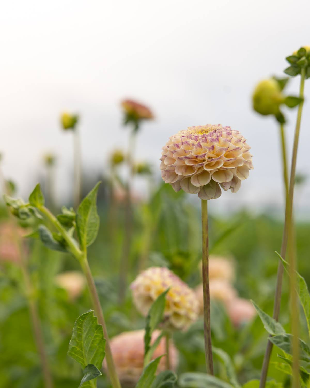 Dahlia Hapet Compo - nærbilde av pompom-georgine med varierende pastellfarger og fiolette innslag