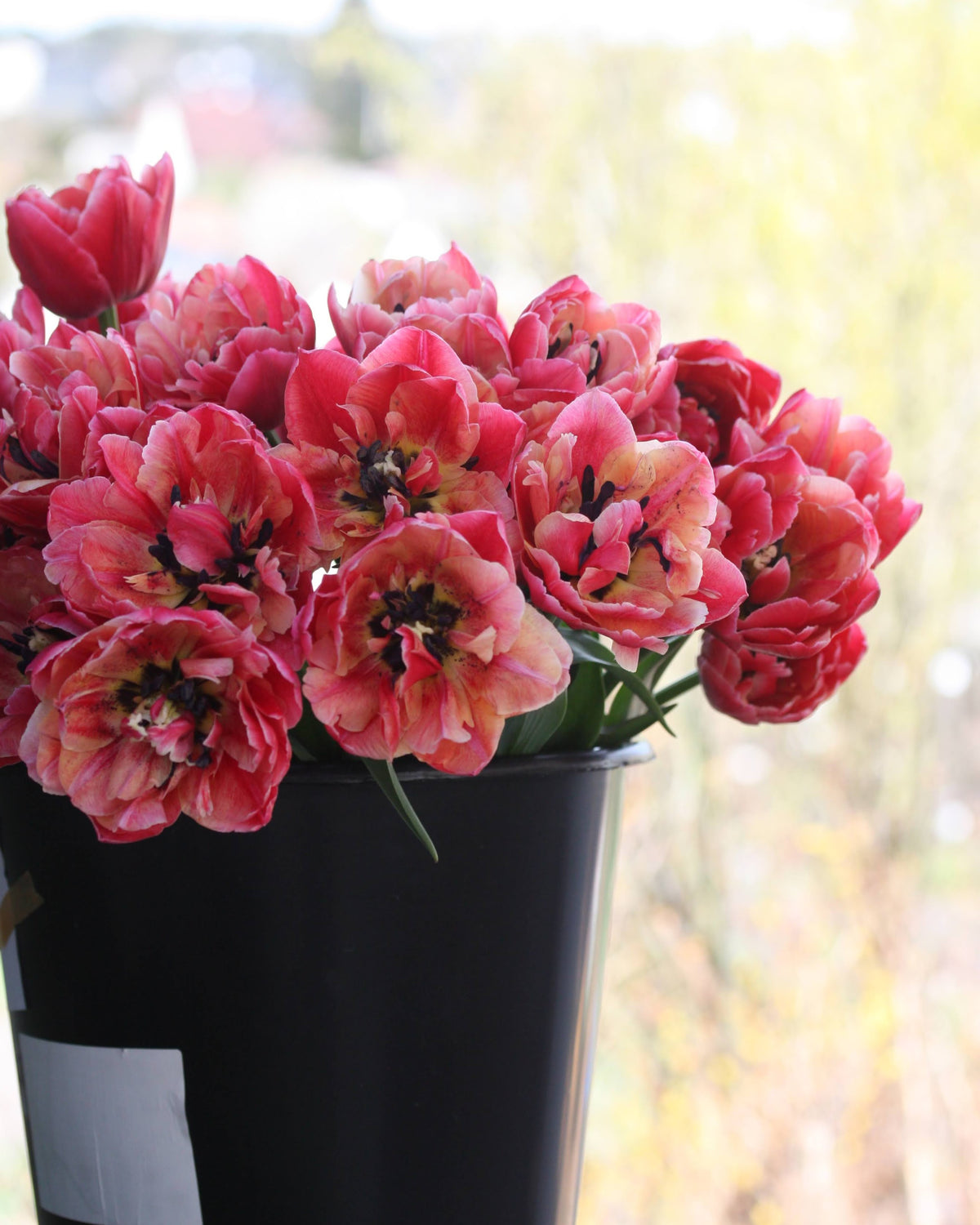Tulipan Verona Sunrise – sterk rosa ytterside mot varme indre toner, høyde ca. 40–45 cm