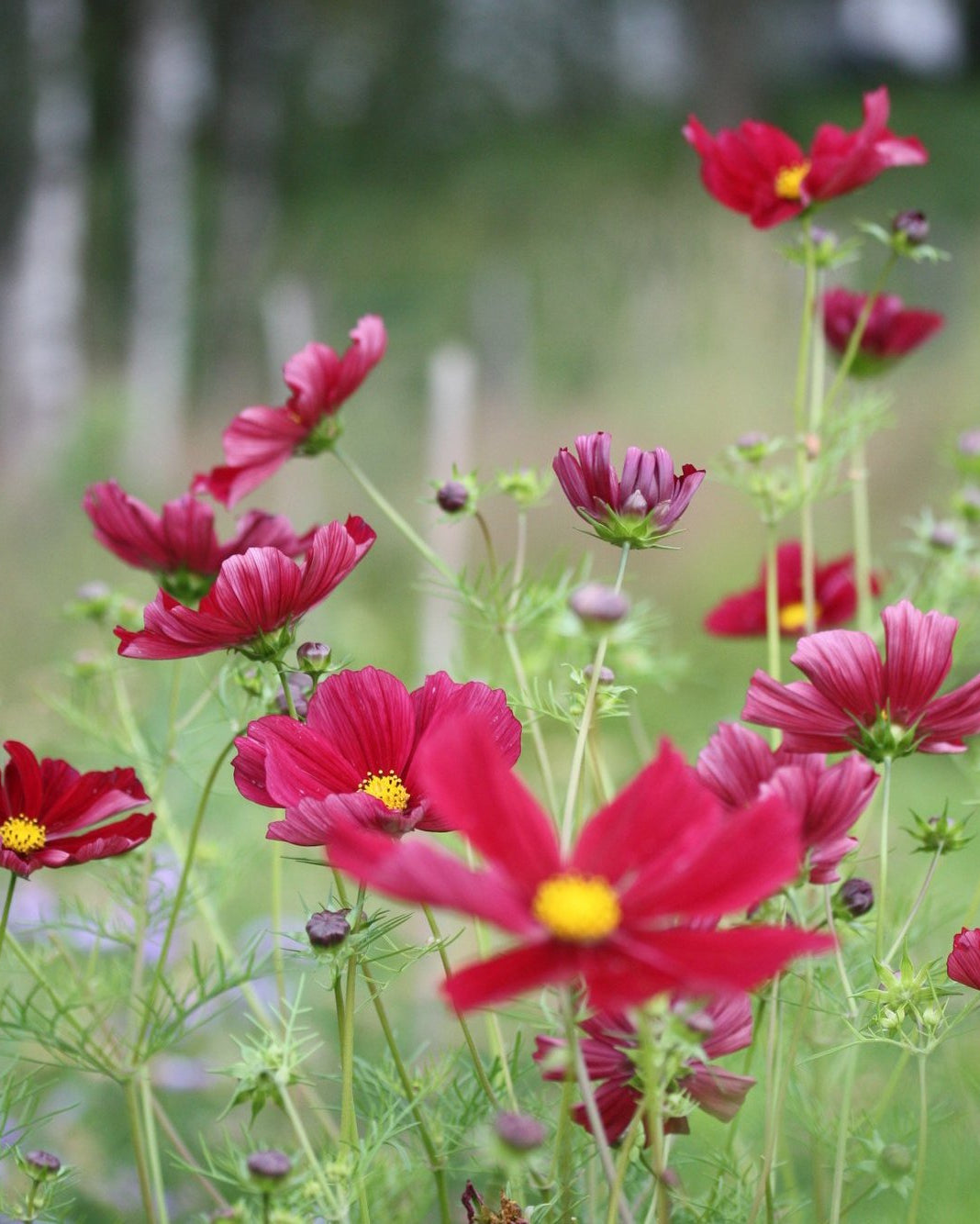 Cosmos Rubenza snittblomst med varme røde toner