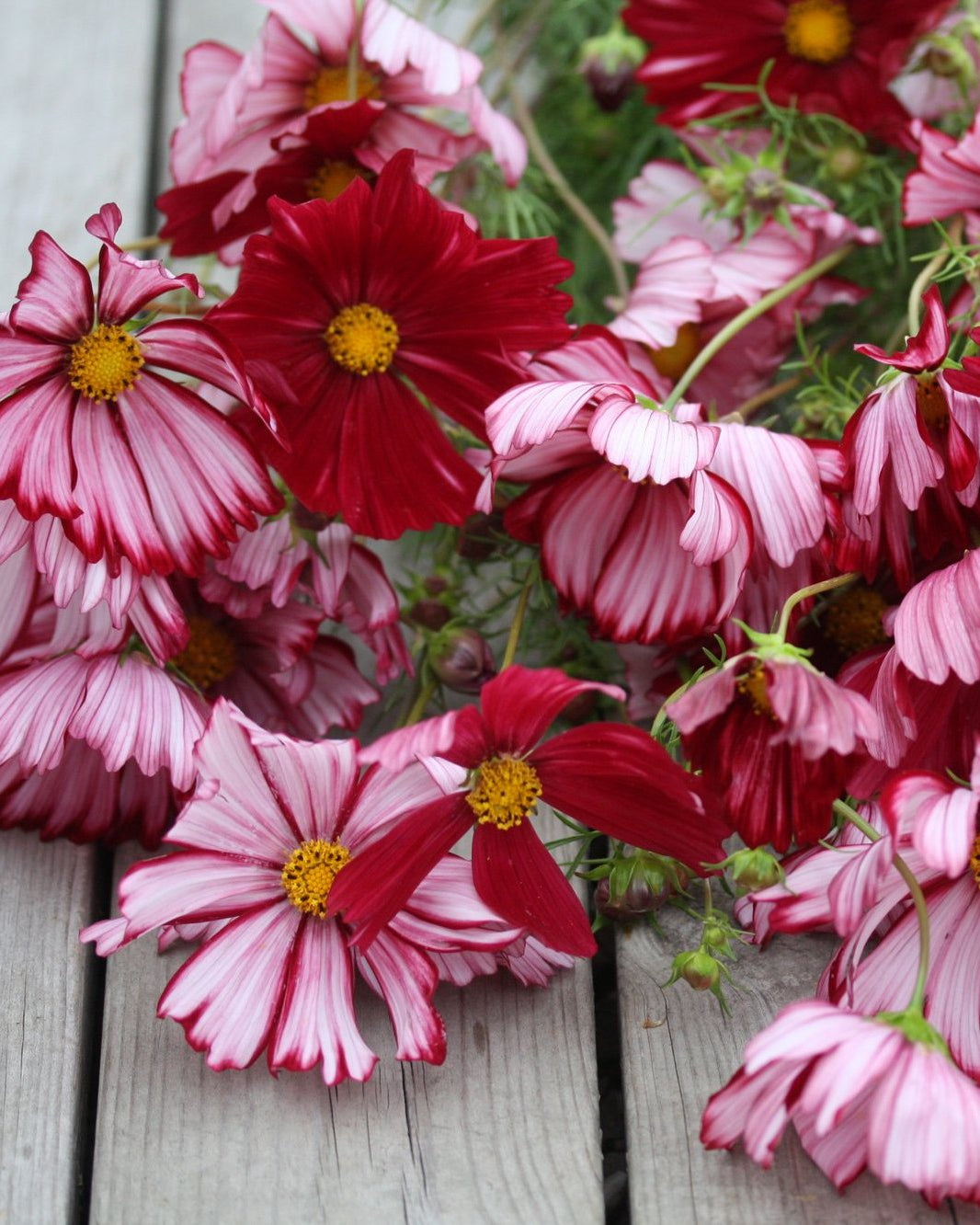 Cosmos Velouette snittblomst med lekker fargeblanding