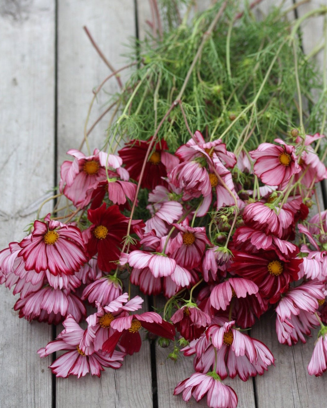 Cosmos Velouette buketter med hvite og rosa toner