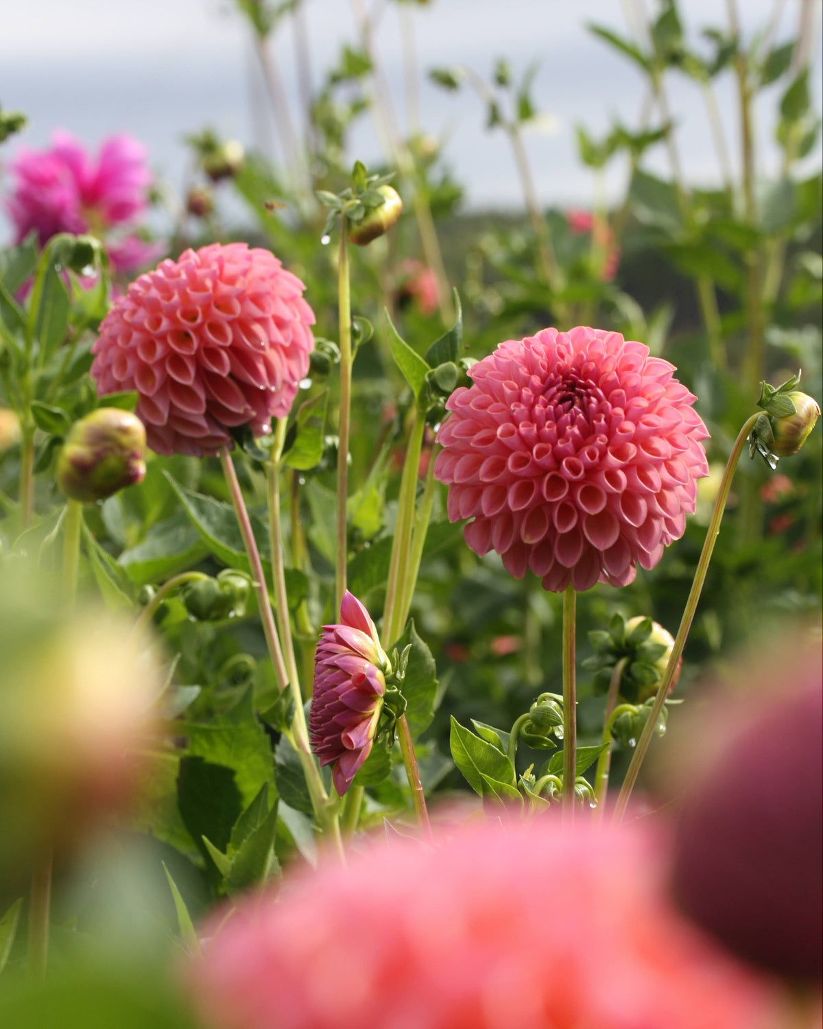 Hapet Coppery georgine med karakteristisk kobberfarget blomst