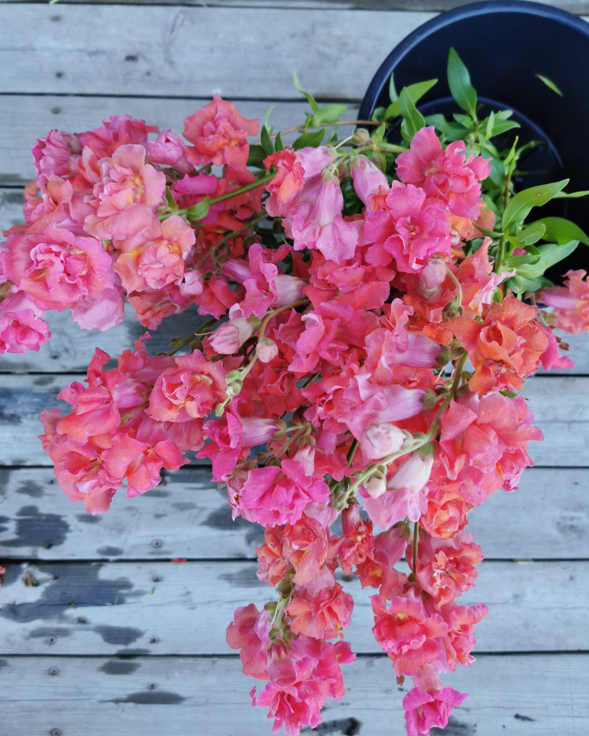 Løvemunn Madam Butterfly Cherry Bronze - blomstrende plante i hagen med dype røde blomster
