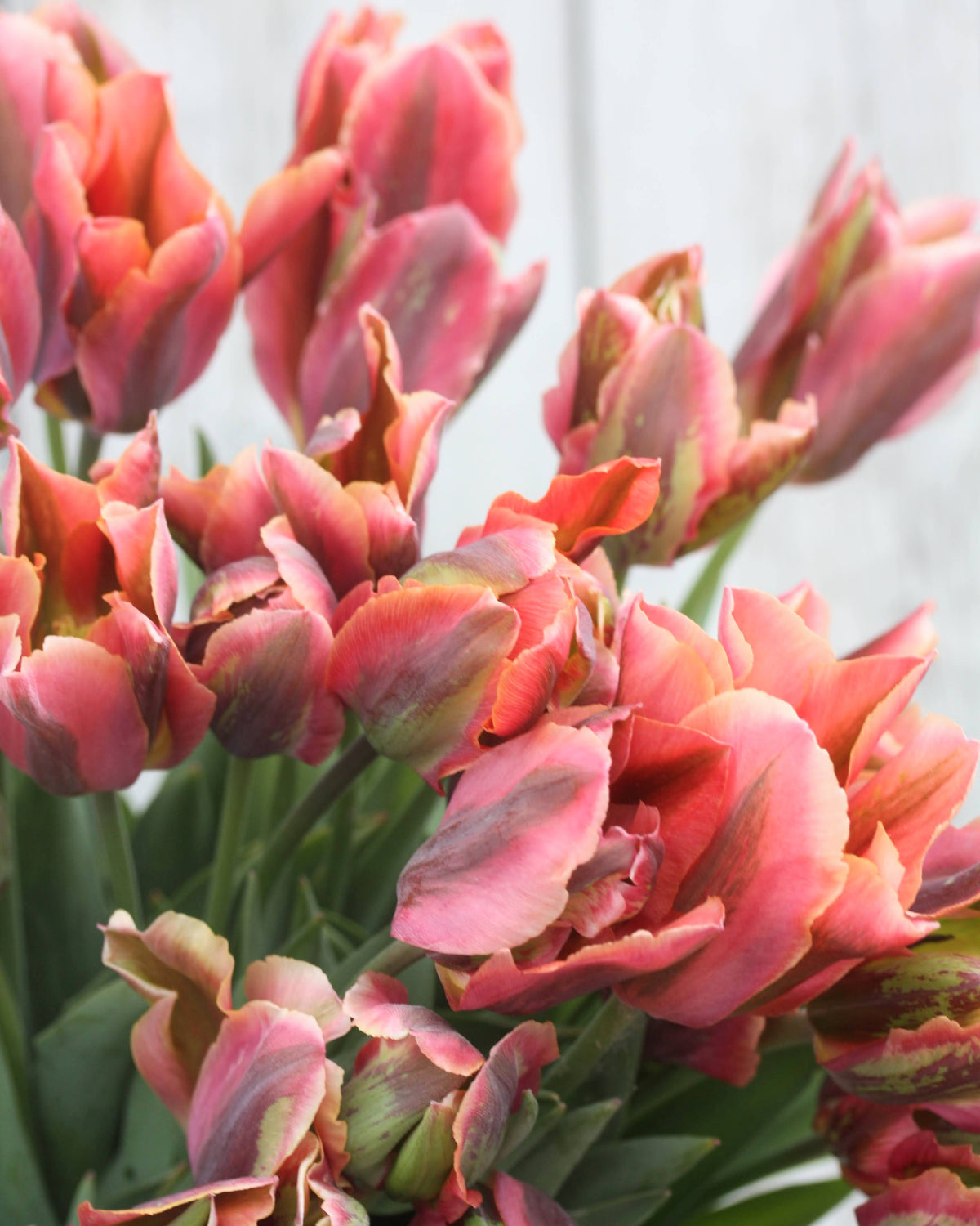 Tulipan Artist – fullt åpen viridifolia-tulipan med karakteristiske grønne tegninger på kronbladene