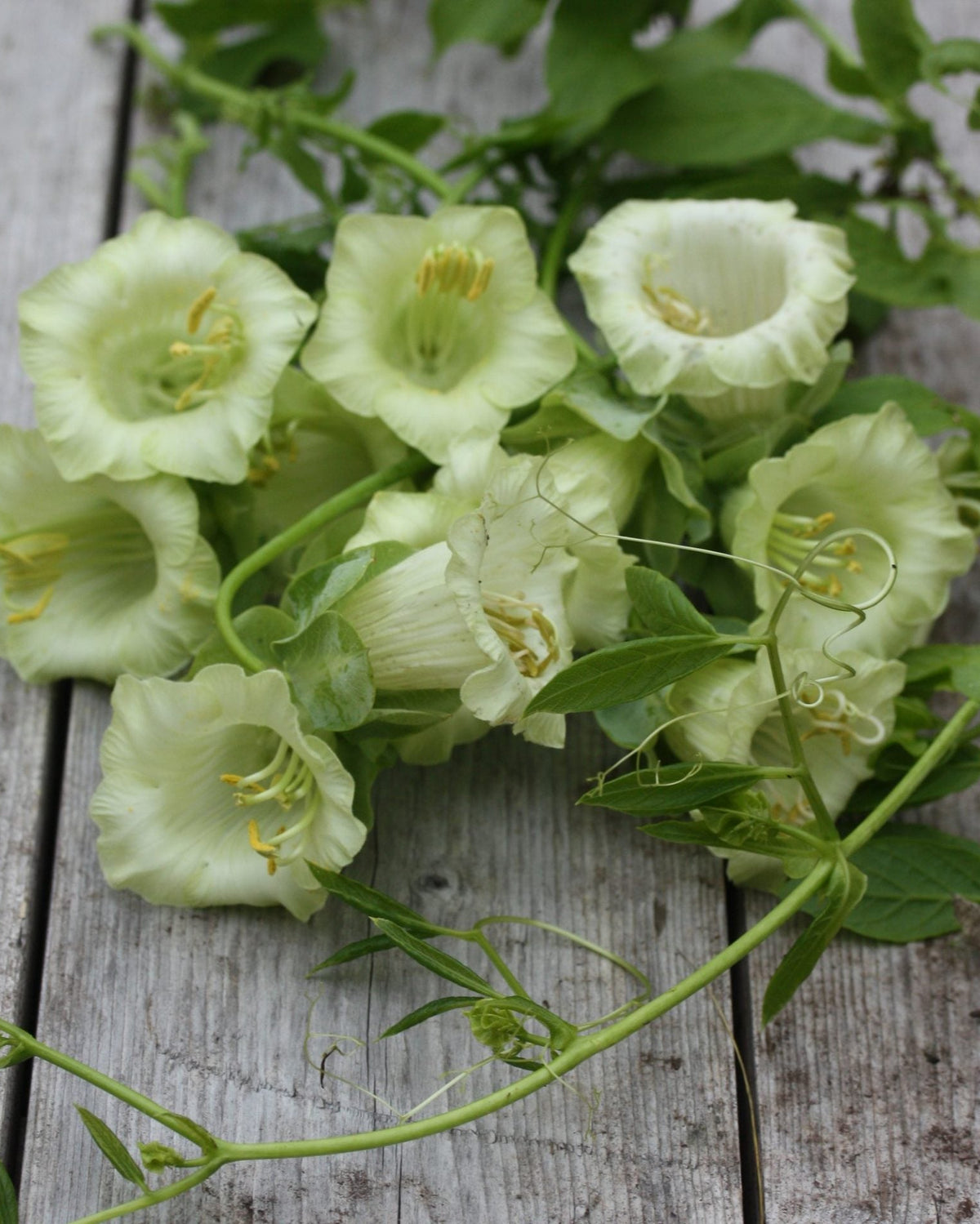 Hvite klokkeranke-blomster med grønnlige knapper og mørkegrønt bladverk