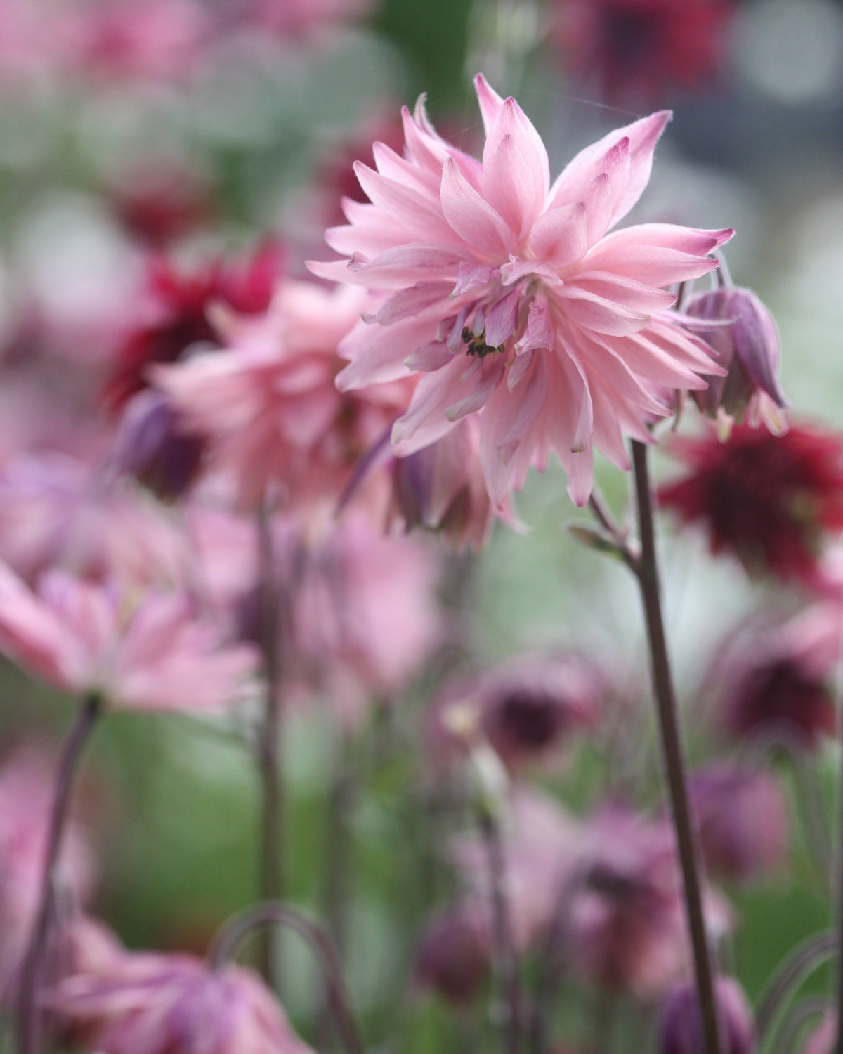 Akeleie Rose Barlow med doble rosa blomster i full blomstring