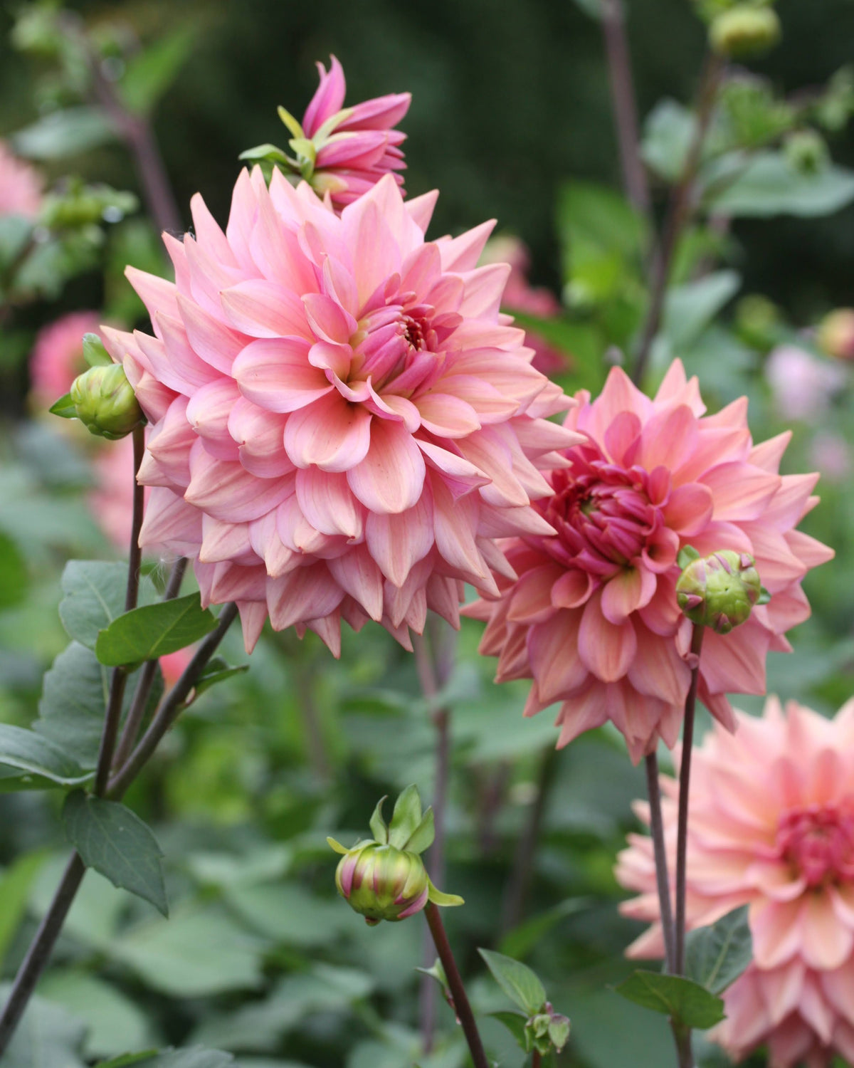Georgine La Belle Epoque med viltre kronblader og stor blomst