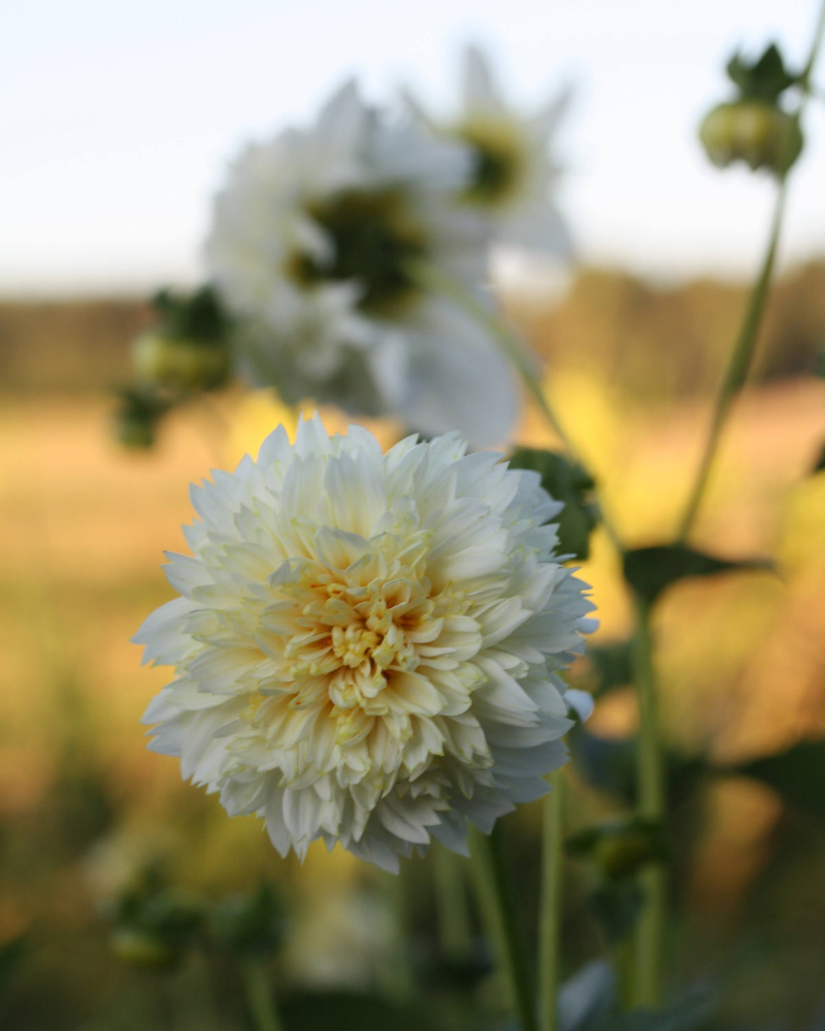 Anemoneblomstrende kremhvit georgine med tett blomsterkrans