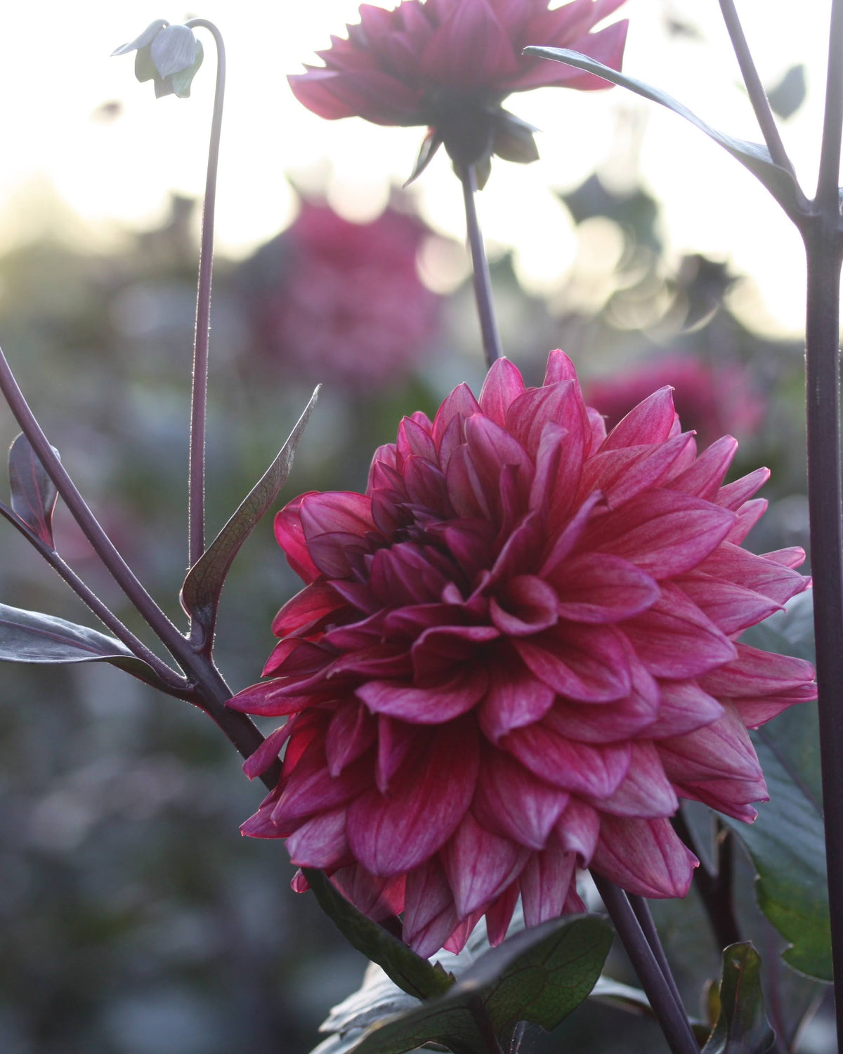 Molly Raven georgine med karakteristisk burgunder-rosa dekorativ blomst