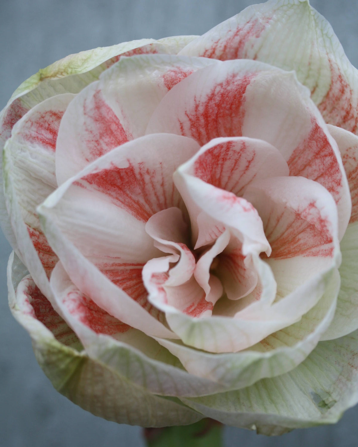 Amaryllis Nymph med mange overlappende, hvite kronblader og diskrete korallrosa fargeinnslag.