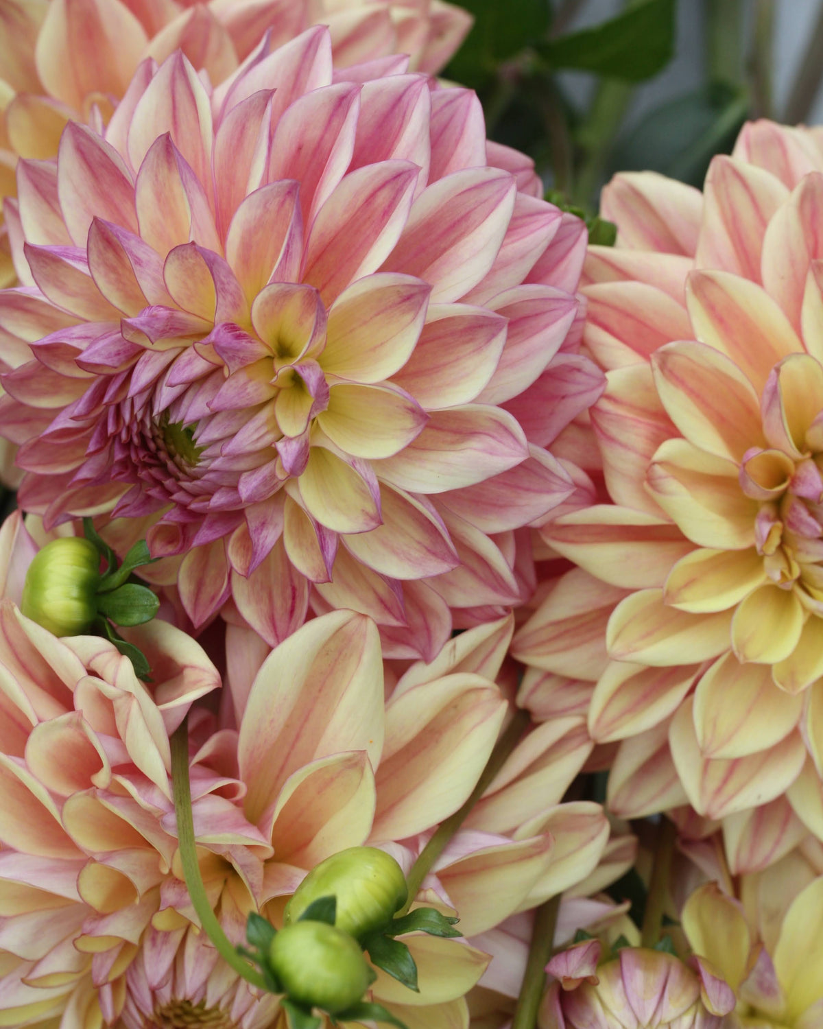 Georgine Dusty Beauty - Nærbilde av blomst med elegante kronblader i rosa og mauve toner