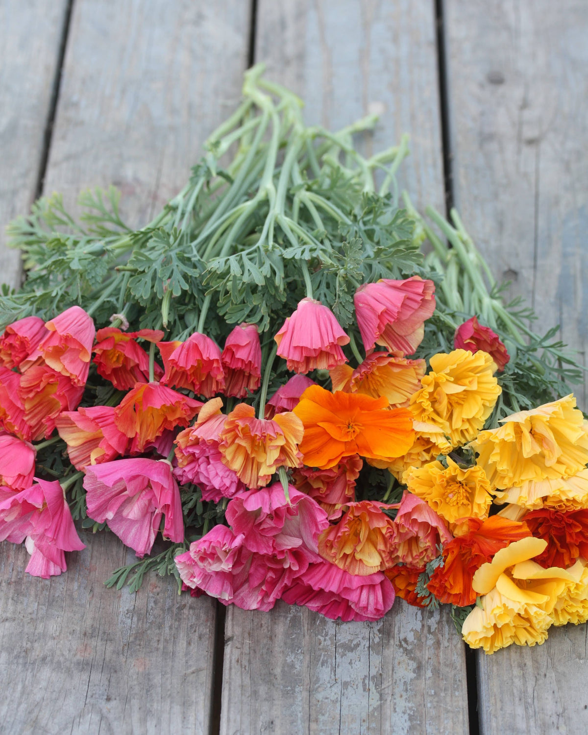 Eschscholzia Jelly Beans – insektsvennlig kaliforniavalmue i glade sommerfarger