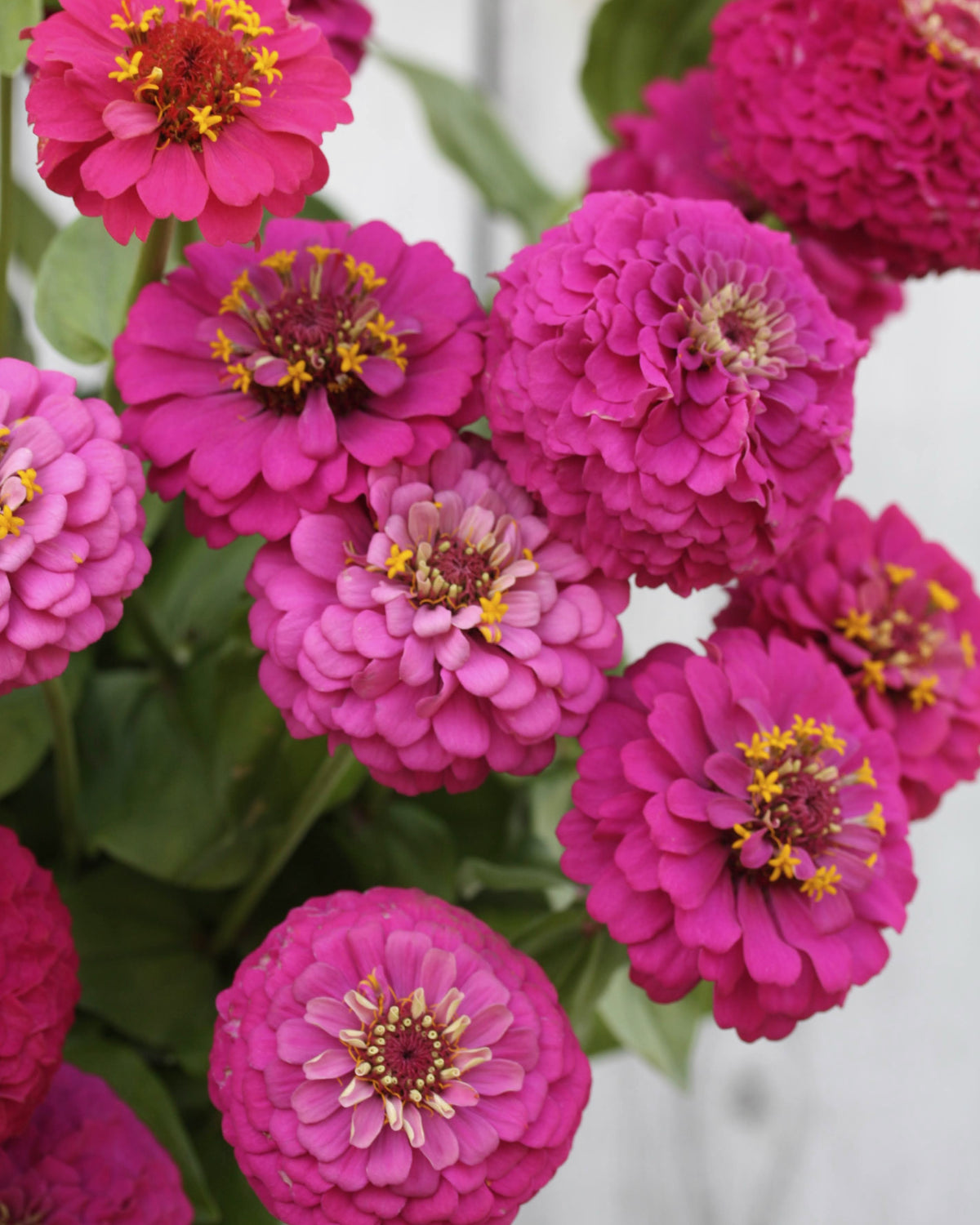 Zinnia Oklahoma Carmine snittblomst i vase - perfekt til buketter