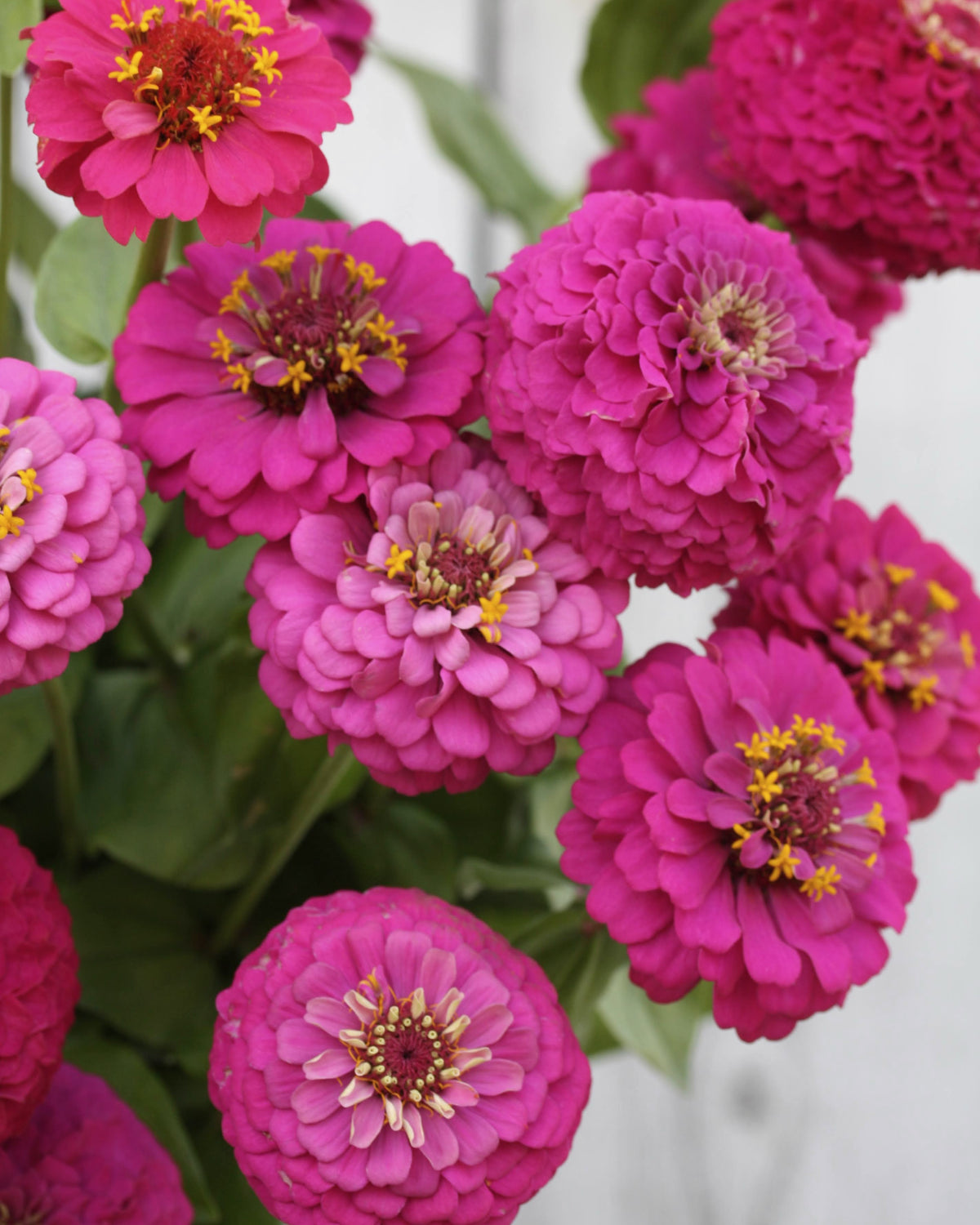 Zinnia Oklahoma Carmine snittblomst i vase - perfekt til buketter
