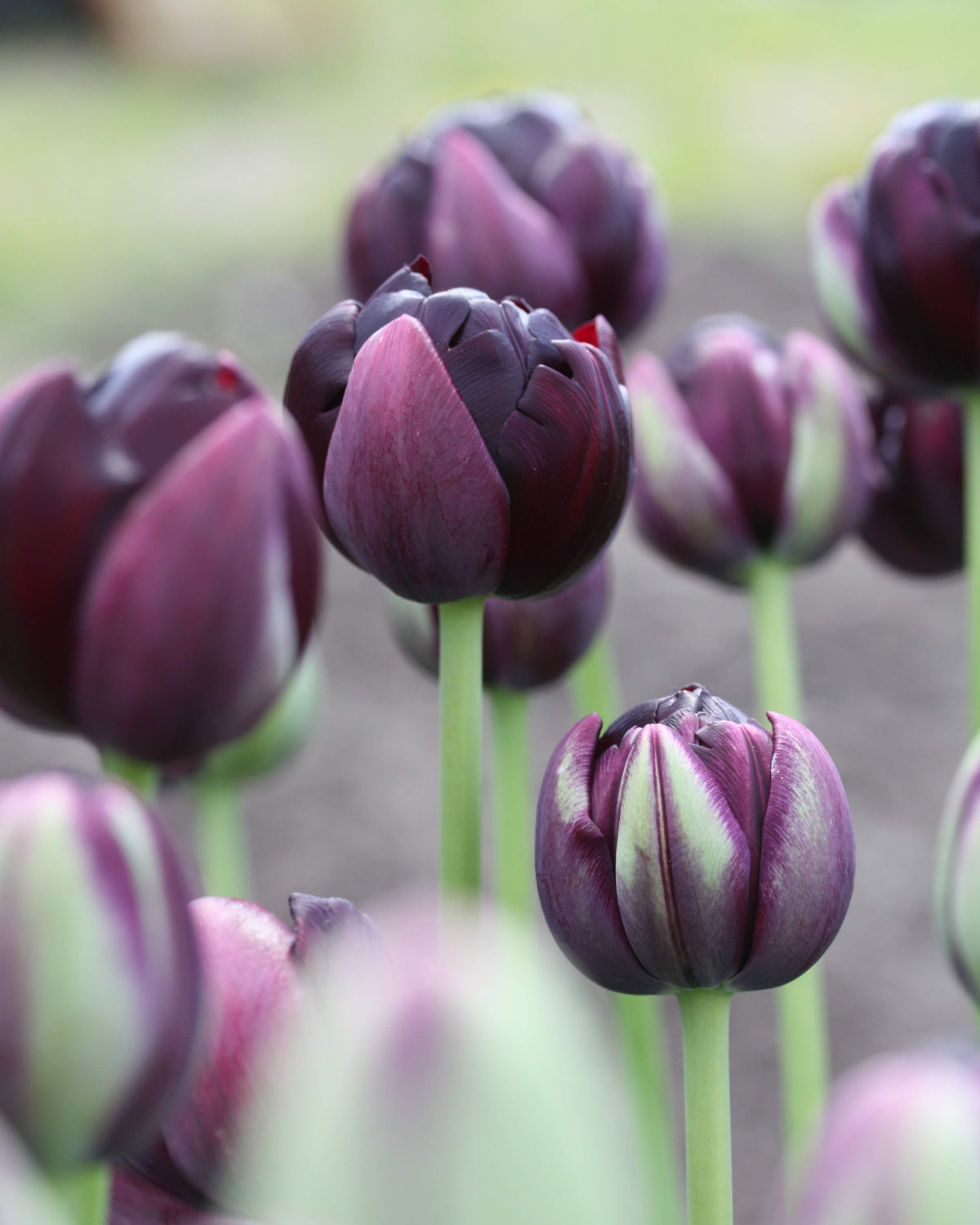 Tulipan Black Hero – lukket knopp i nesten svart, dyp burgunder
