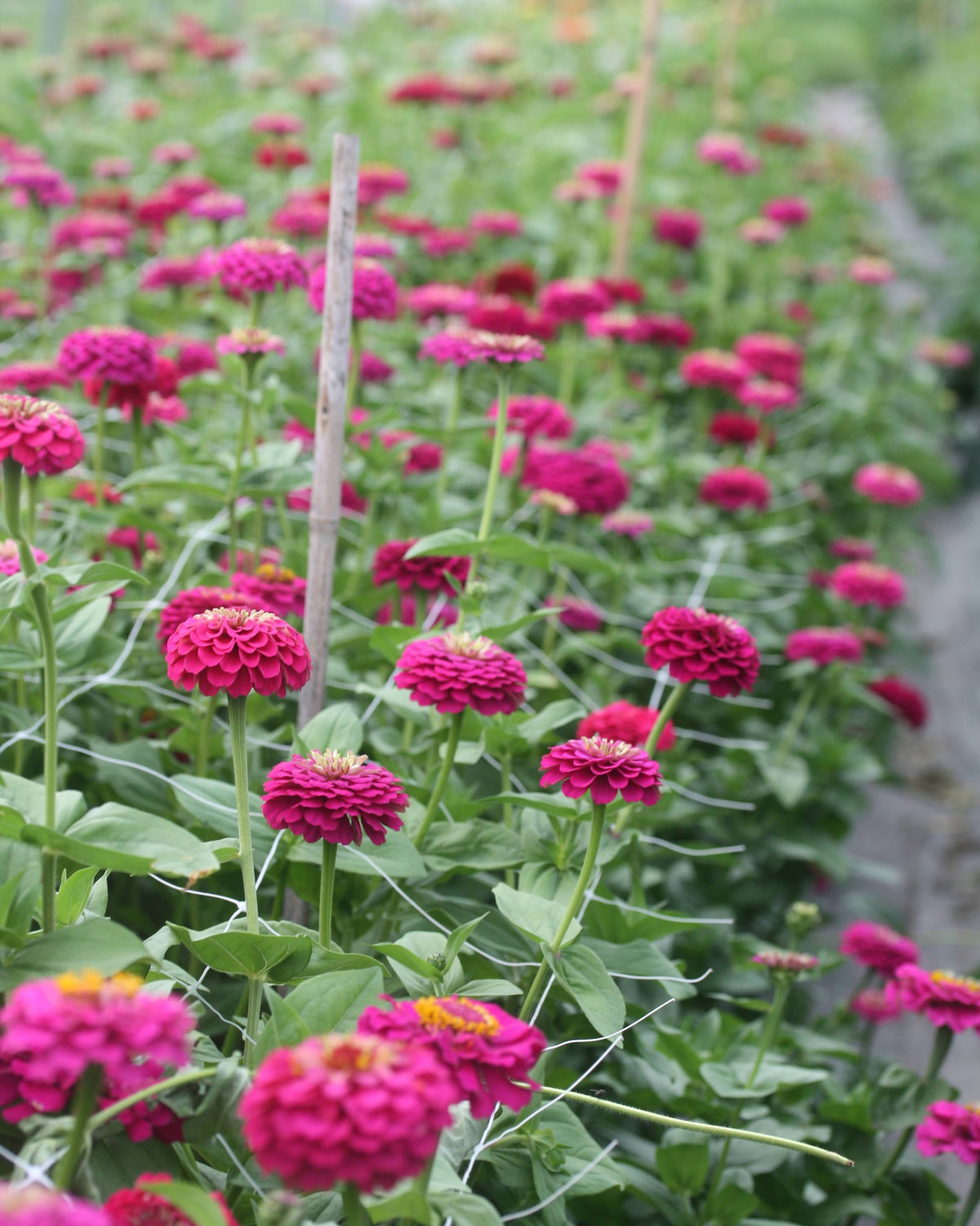 Zinnia Oklahoma Carmine med dyp karminrosa blomst - ettårig snittblomst
